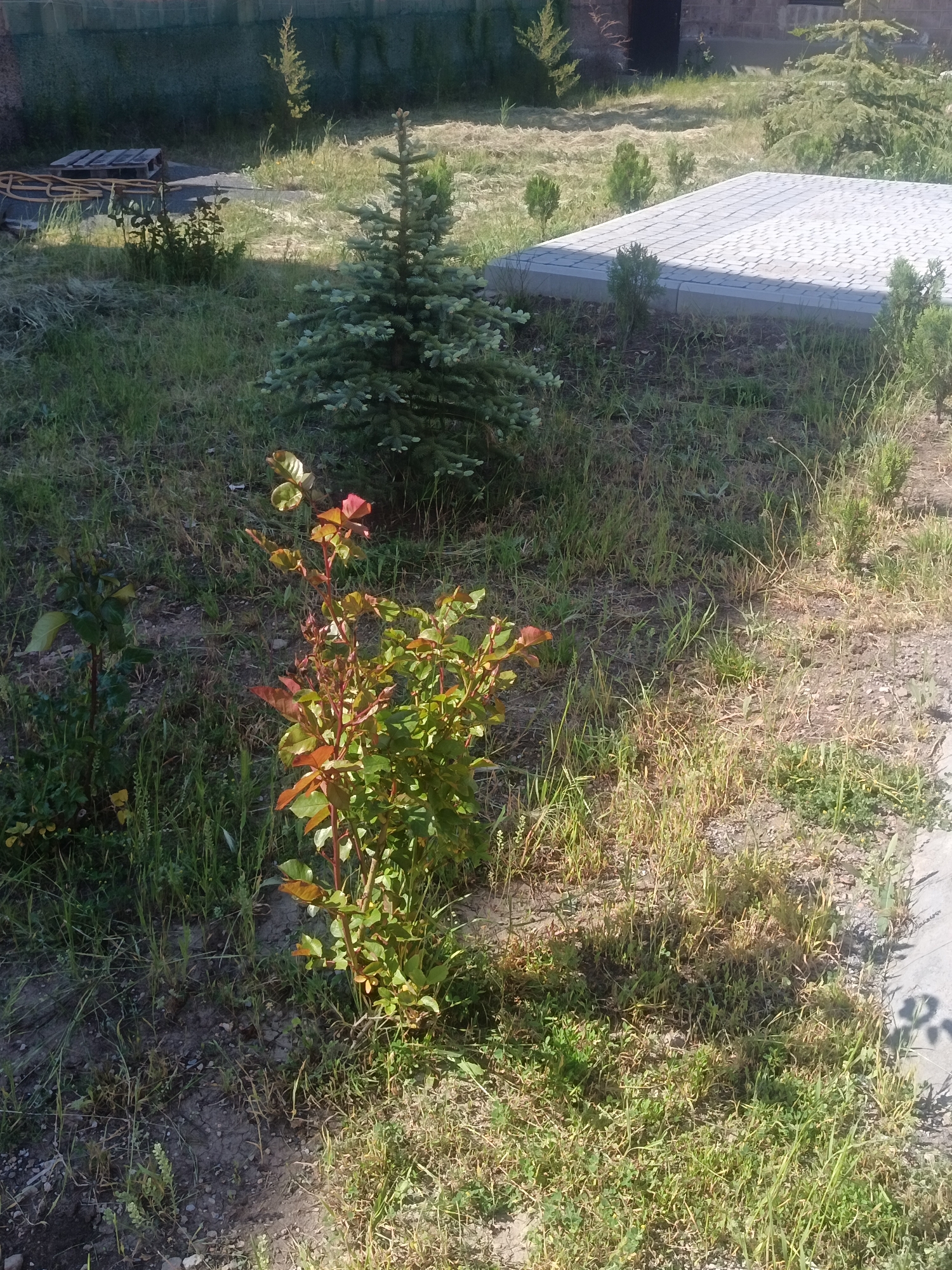 The image captures an outdoor scene in what appears to be a yard or garden area. In the foreground, a young rose bush with reddish-tinged leaves is prominent. To its left, another smaller plant with dark green leaves is visible. The ground is covered with a mix of green and dry grass, with some patches of bare soil and small pebbles. In the midground, a small evergreen tree stands to the right of the rose bush. Further back, a paved area, possibly a patio or pathway, is laid with light gray interlocking pavers. Beyond the paved area, several small evergreen saplings are planted in a line. In the background, a dark fence or wall runs horizontally across the scene, with some vegetation and trees visible behind it. A portion of a brick building is also present in the upper right of the frame. The lighting suggests it is daytime, with shadows indicating the sun's position.