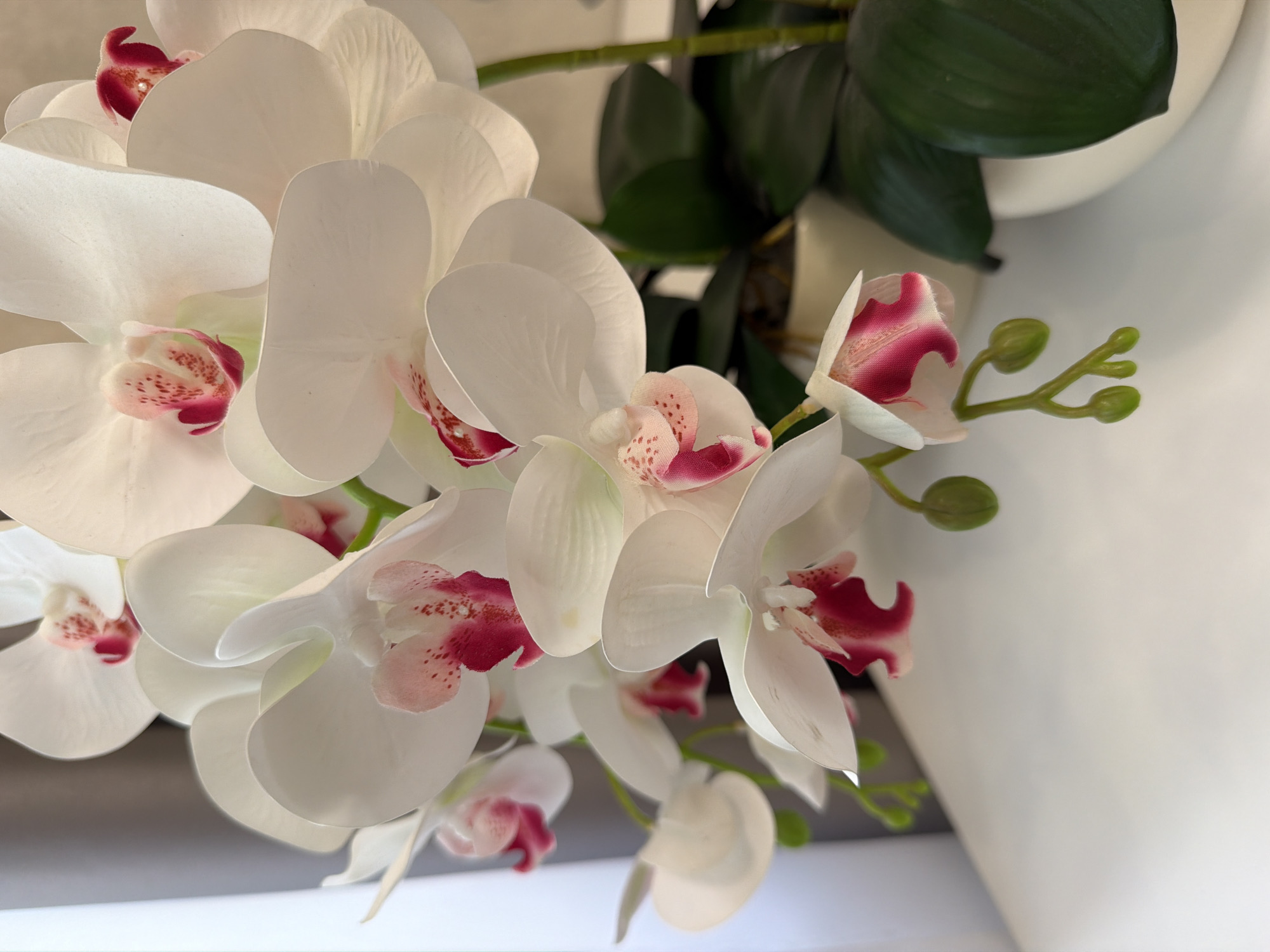 A close-up, eye-level shot shows a cluster of white orchid blooms with pink and magenta centers. The petals are soft and delicate, with subtle veins visible. The orchids are in a white pot, with dark green leaves visible behind them. The background is out of focus, with a hint of a gray curtain on the left and a white surface below. The lighting is soft and natural. The scene appears to be indoors, possibly in a home or office setting, on a white surface. No people or animals are present. The overall impression is one of elegance and serenity.