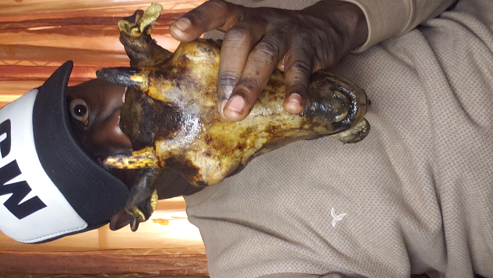 A person wearing a black and white baseball cap with white lettering is holding a cooked animal head up to their face, obscuring their nose and mouth. The person's left eye is visible, wide and staring forward. The animal head is dark brown and appears to be roasted or fried, with visible horns and ears. The person is wearing a light brown, long-sleeved shirt with a subtle textured pattern and a small white logo on the left chest. The background consists of draped fabric in shades of orange and brown, suggesting an indoor setting. The image is cropped to focus on the person and the animal head.