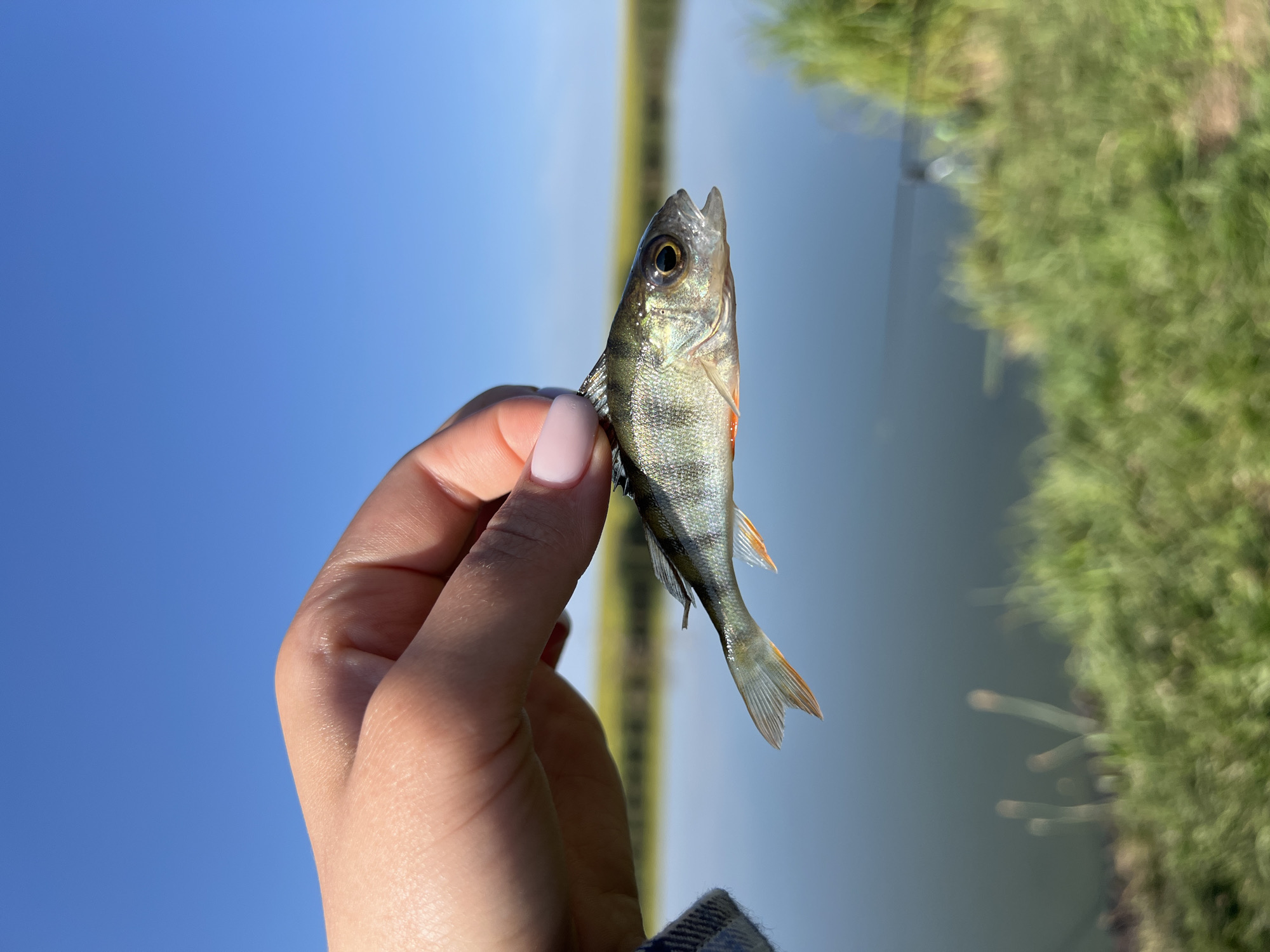 A person's hand, with light-colored skin and manicured nails, holds a small, live fish by the tail. The fish, likely a perch, displays distinct dark vertical stripes against a lighter body, with orange fins. It is positioned horizontally, facing to the right, with its mouth slightly open. The background shows a calm body of water, possibly a lake or river, reflecting the clear blue sky. Green vegetation, including tall grass, lines the edge of the water. The scene is set outdoors, under a bright, sunny sky, suggesting a natural environment. The image does not contain any specific landmarks or indicators to pinpoint the location in Laskivtsi, Ukraine.