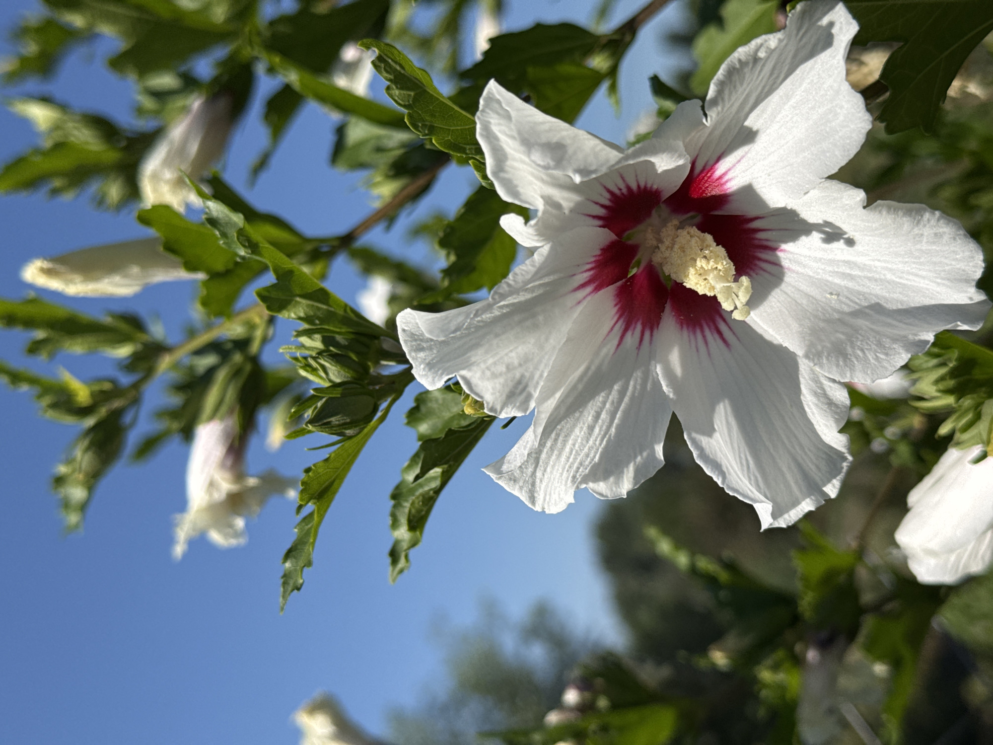 A close-up, low-angle outdoor photograph captures a white hibiscus flower with a deep red center, blooming against a clear blue sky. The flower's petals are delicate and slightly crinkled, with visible veins. At the center, a cluster of yellow stamens extends outwards. The background is softly blurred, showing green foliage and other white hibiscus flowers and buds, some of which are partially closed. The image does not contain any people, actions, or interactions. The scene is situated in Camenca, Moldova.