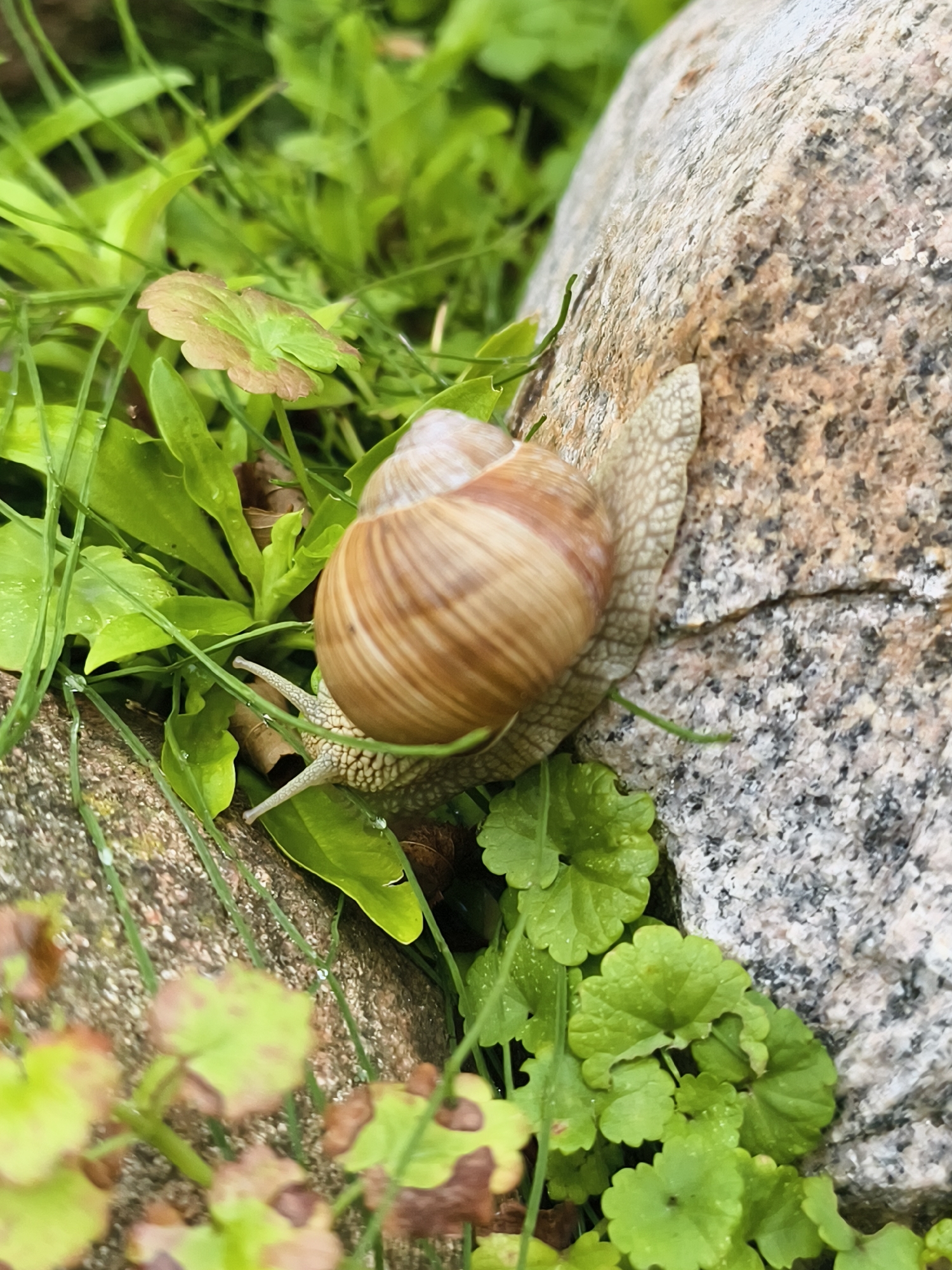 A snail with a spiraled, brown and beige shell is positioned on a grey, speckled rock, with its body extended. The snail is surrounded by lush green foliage, some of which appears wet, indicating a recent rainfall or dew. Small, water droplets are visible on the leaves. In the foreground, blurred green leaves with reddish-brown spots are visible, suggesting a garden or natural outdoor environment. The background is composed of more green leaves and grass, creating a soft focus effect that draws attention to the snail and the rock. This scene is in a garden located in the city of Tczew, Poland.