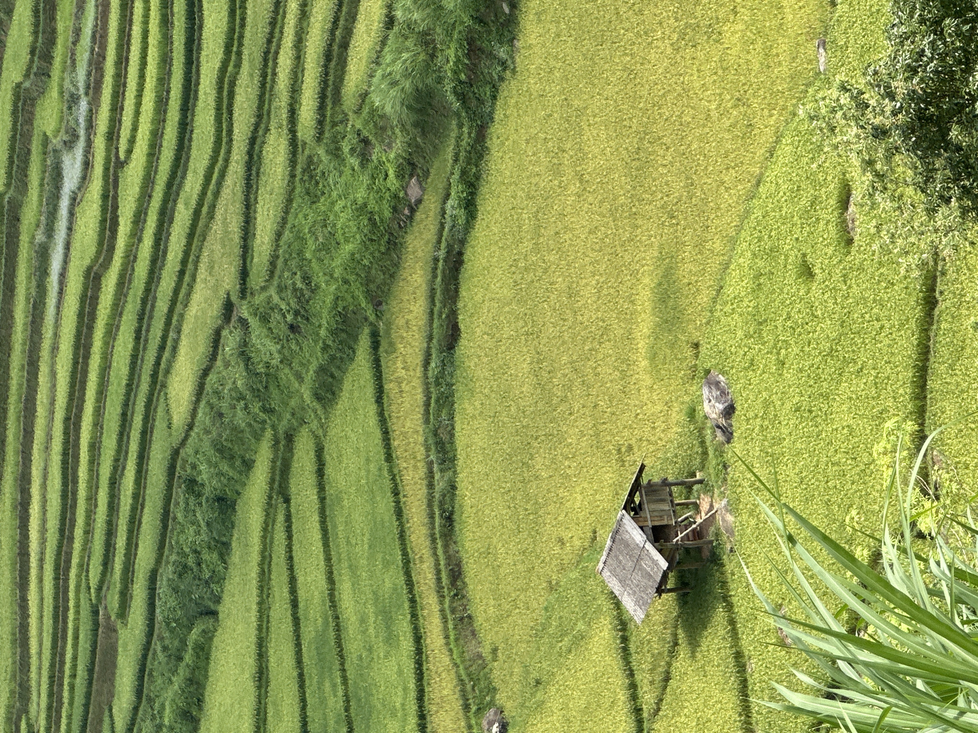 This image presents an expansive, elevated view of verdant terraced rice fields in Khao Mang, Vietnam, under bright daylight conditions. The landscape is characterized by numerous curvilinear agricultural steps, each meticulously carved into the terrain and filled with lush green rice plants. The fields display a rich palette of greens, from vibrant lime to deeper emerald, suggesting different stages of growth or variations in cultivation.
Prominently positioned within the fields, towards the right mid-ground, is a small, rustic wooden hut. It features a dark, perhaps thatched or corrugated roof and appears to be built on stilts, typical of rural shelters in the region. A few large rocks or boulders are scattered across the fields.
The clear illumination and distinct shadows indicate a sunny day, enhancing the vividness of the green foliage. No people are visible in the frame, emphasizing the serene and unpopulated nature of the agricultural landscape. The terraced formation is a clear sign of extensive human effort in adapting mountainous terrain for rice cultivation, a hallmark of the region's farming practices. There is no visible text in the media file. The image conveys a sense of peaceful rural life and the impressive scale of traditional agriculture.