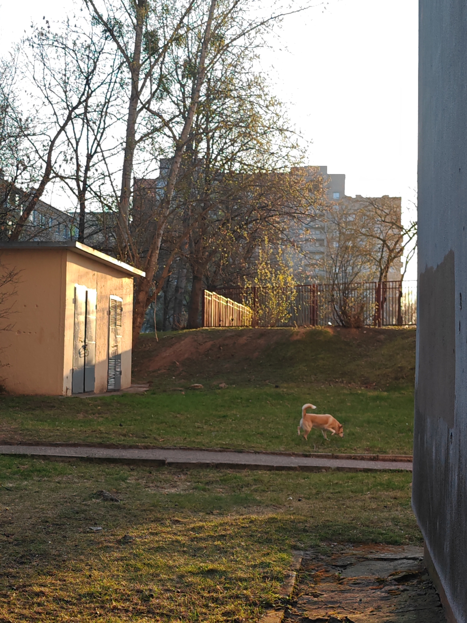 The image depicts a grassy courtyard in Hrodna, Belarus, with a small tan building on the left and a dog in the center of the frame. A concrete path cuts through the grass. In the background, a fence is visible on top of a small hill, with apartment buildings behind it. Several bare trees are present, suggesting it could be late fall or early spring. The light indicates it is either sunrise or sunset. A large, gray concrete wall takes up the right side of the frame, slightly obscuring the view. The dog is light brown, with a curled tail, and appears to be sniffing the ground.