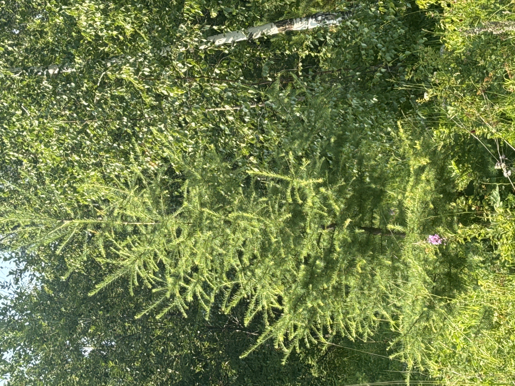 The image shows a bright green coniferous tree, possibly a larch, in the foreground. It is surrounded by deciduous trees, some with white bark, suggesting a mixed forest environment. The foliage is lush and appears to be in full leaf, indicating a summer or late spring season. A single pink flower is visible near the base of the coniferous tree. The lighting suggests a sunny day with shadows cast by the trees. The environment appears natural and undeveloped, consistent with a park or forest area. The location is specified as Bratsk, Russia. No people or specific actions are depicted.