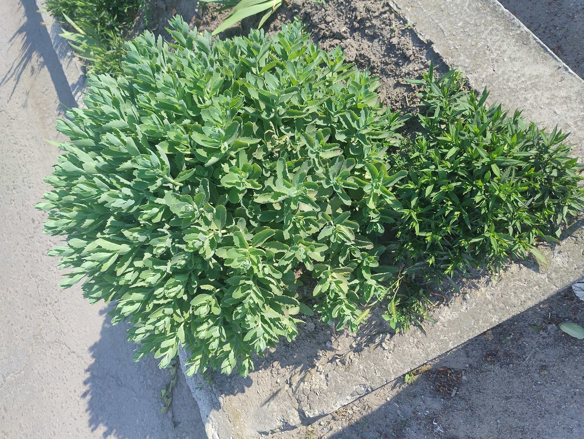A close-up, eye-level, outdoor shot shows a dense, rounded green plant with succulent leaves growing in a raised concrete planter. The plant is well-established and fills most of the planter. The planter is positioned next to a paved area, likely a sidewalk or path, which is partially covered in shadow cast by an unseen object. The paved area appears weathered and somewhat granular. To the right of the planter, a patch of smaller, grass-like green weeds is visible growing in the soil. The overall lighting suggests a sunny day.