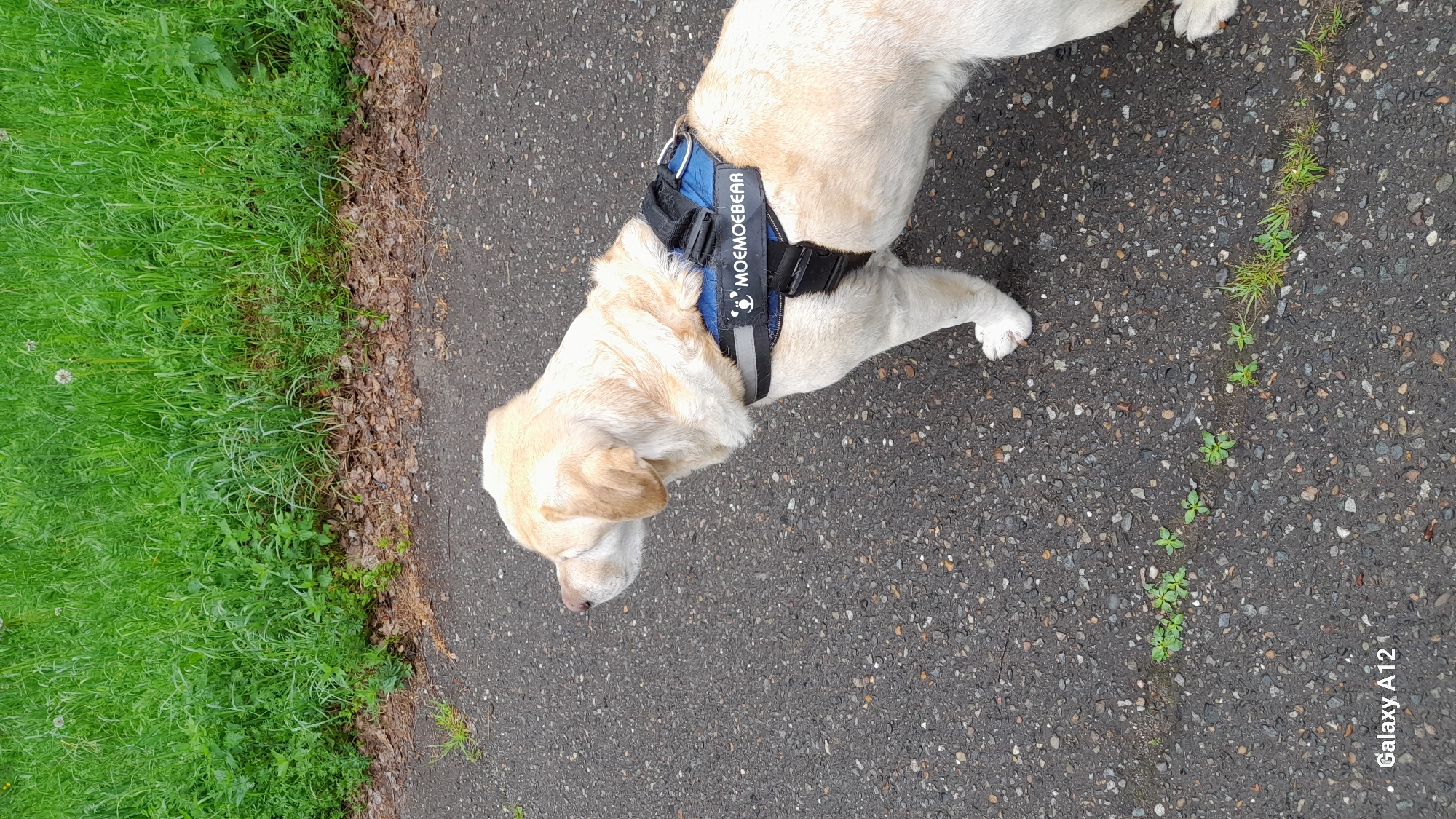 A cream-colored Labrador Retriever wearing a black and blue harness is standing on a paved surface, possibly a sidewalk or path. To the left of the dog is a patch of green grass. The paved surface is marked by small bits of greenery growing through it. The photo appears to have been taken in Марковский, Russia.