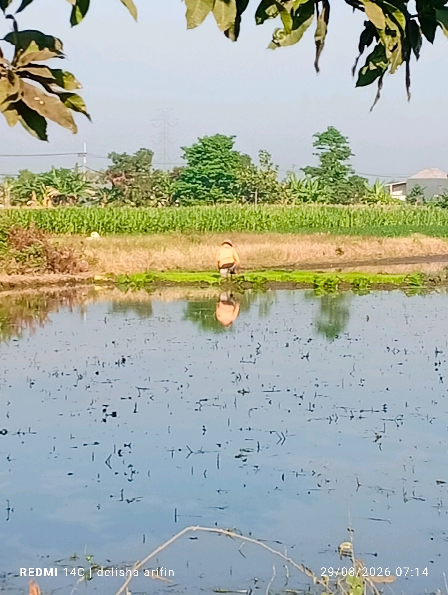 A person wearing an orange vest is tending to crops in a shallow body of water, possibly a flooded rice paddy. The individual is bent over and appears to be planting or harvesting. The water reflects the sky and surrounding vegetation. In the background, there is a field of green crops, likely corn, followed by trees and a building. The sky is clear and blue. The timestamp at the bottom of the image indicates it was taken on August 29, 2026, at 7:14 AM. The text "REDMI 14C | delisha arifin" is also present. This scene is located in Plinggisan, Indonesia.