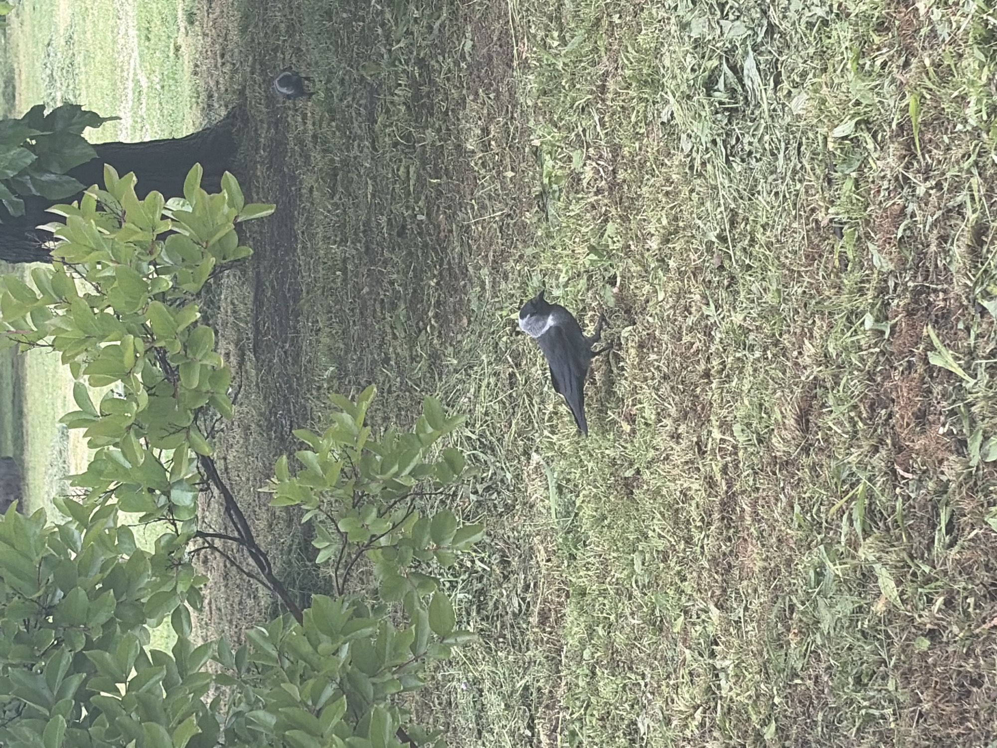 The image depicts a grassy area, possibly a park or a yard, with a tree on the left side and what appears to be a bird standing on the grass in the middle-right of the frame. The bird has a dark body and a patch of white on its head or neck. The grass is green and mixed with some brown patches, suggesting a natural, untended lawn. A smaller bird is visible in the distance near the base of the tree. Due to the lack of distinguishing details, determining the specific location within Plovdiv, Bulgaria, is impossible.
