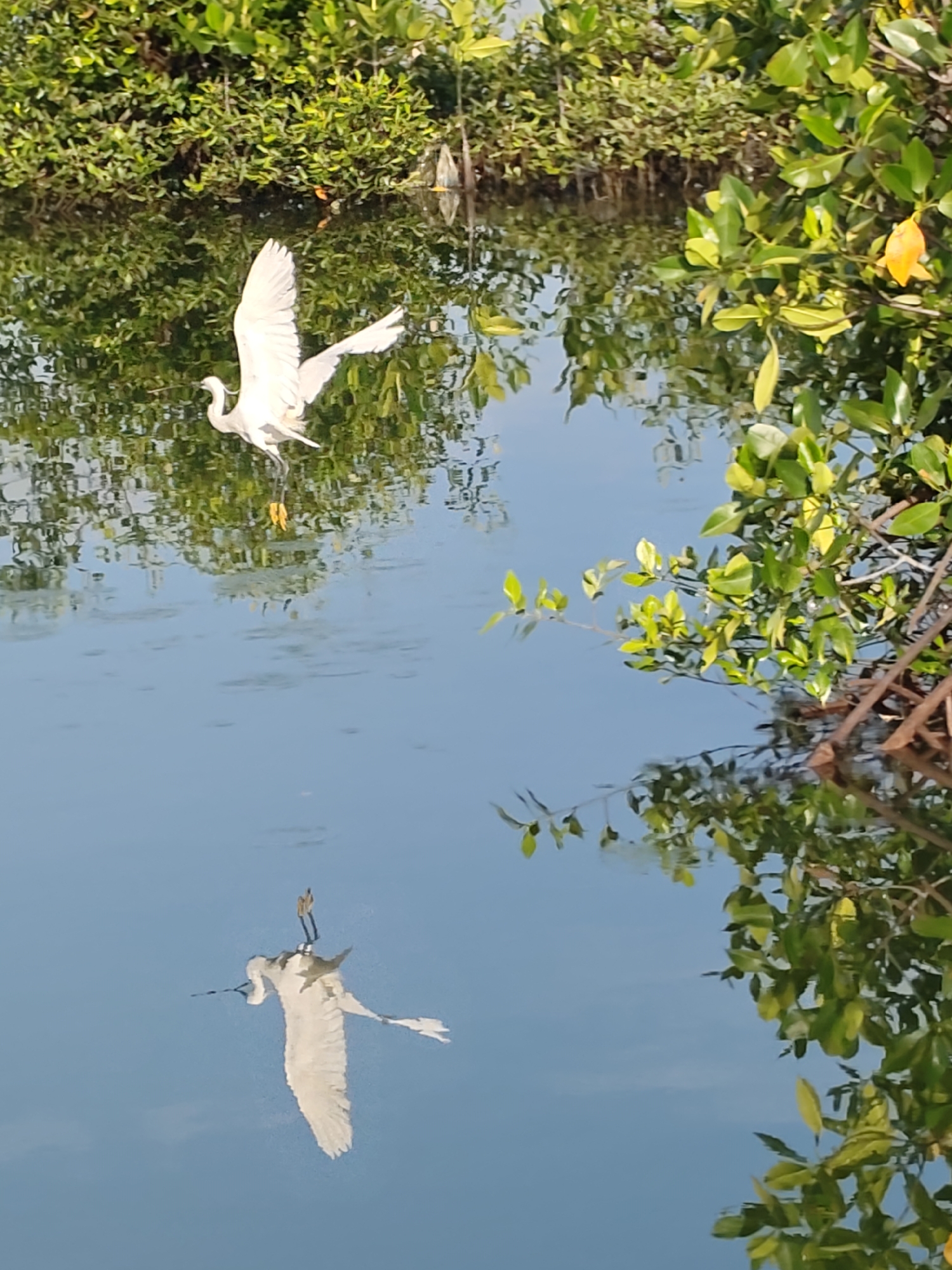 A white bird is captured mid-flight over water, with its reflection visible below. The bird has its wings spread and its feet extended. Vegetation, likely trees or shrubs, lines the water's edge, with their reflection also visible in the water. The location is Lhokseumawe, Indonesia.