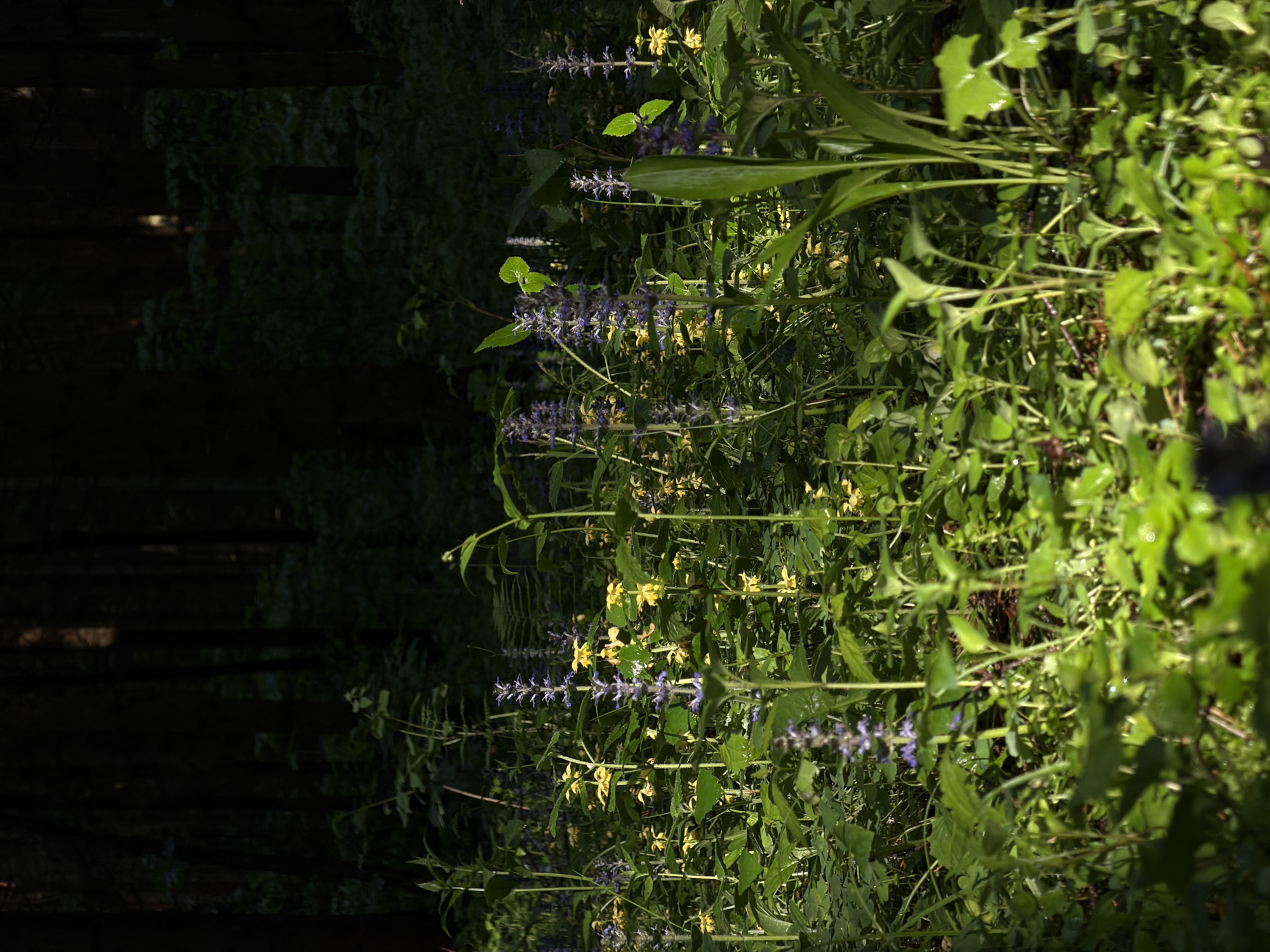 The image shows a patch of greenery, likely plants and weeds, transitioning into a heavily shaded, forested area. The right side of the image is brightly lit, showcasing various green plants with different leaf shapes and textures. Some plants have both small yellow and purple flowers. The left side of the image is very dark, revealing what appears to be tree trunks. The image appears to be rotated counterclockwise. There is no information present within the image indicating that this is in Troitsk, Russia.