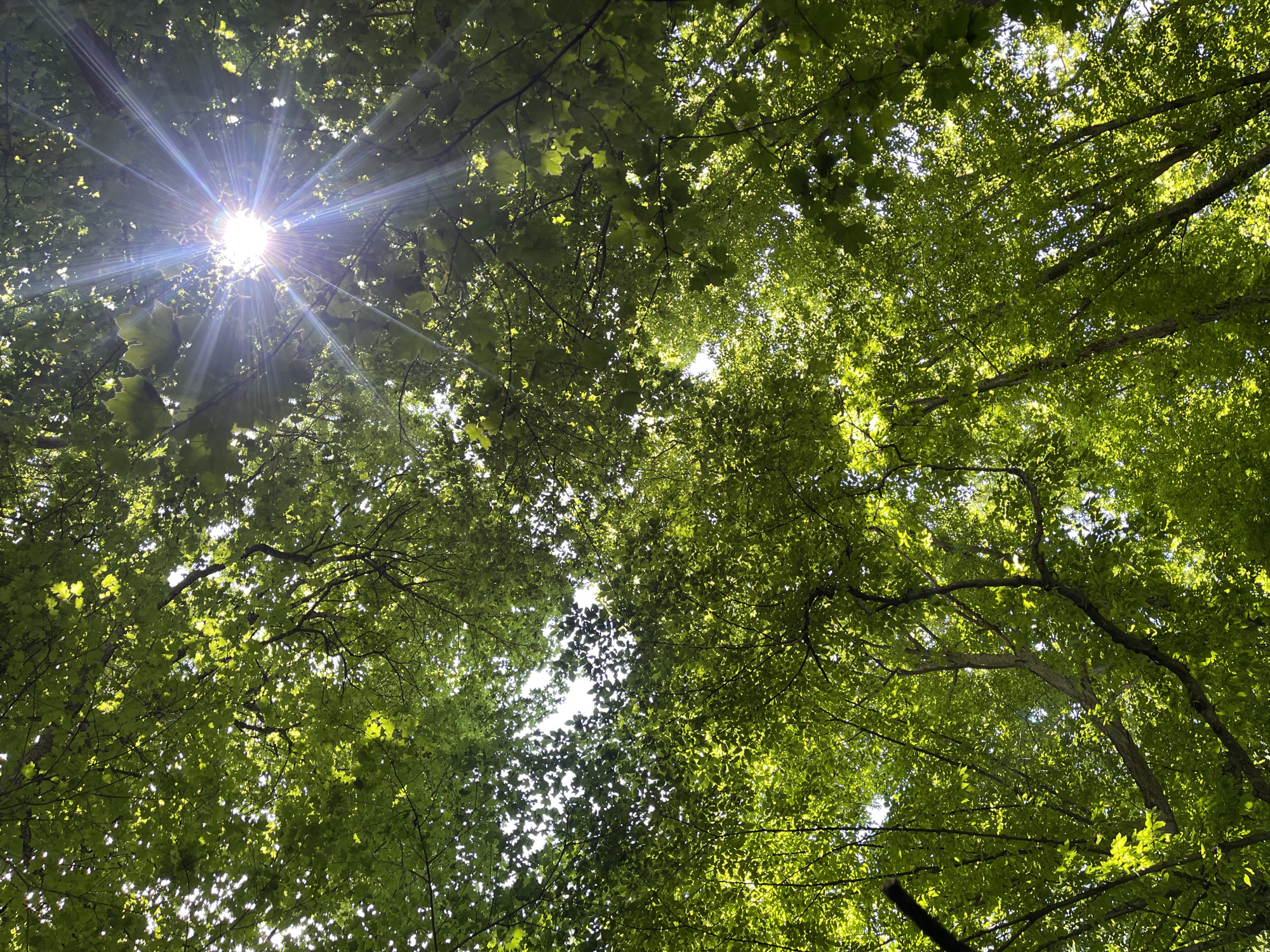 This media file depicts a low-angle shot looking up through the canopy of a forest. The primary subject is the dense foliage of green leaves and the intricate network of branches. Sunlight pierces through the leaves, creating a bright, starburst effect in the upper left quadrant of the image. The light is diffused, suggesting it is daytime. The leaves are a vibrant green, indicating a temperate climate and likely spring or summer. The scene evokes a sense of natural beauty and tranquility, with the dappled sunlight filtering through the leaves creating a serene atmosphere. The location context of Stavropol, Russia, suggests a potentially temperate forest environment common in that region. There are no people, objects, or text visible in the image. The activity, or lack thereof, is simply the natural state of a forest on a sunny day.