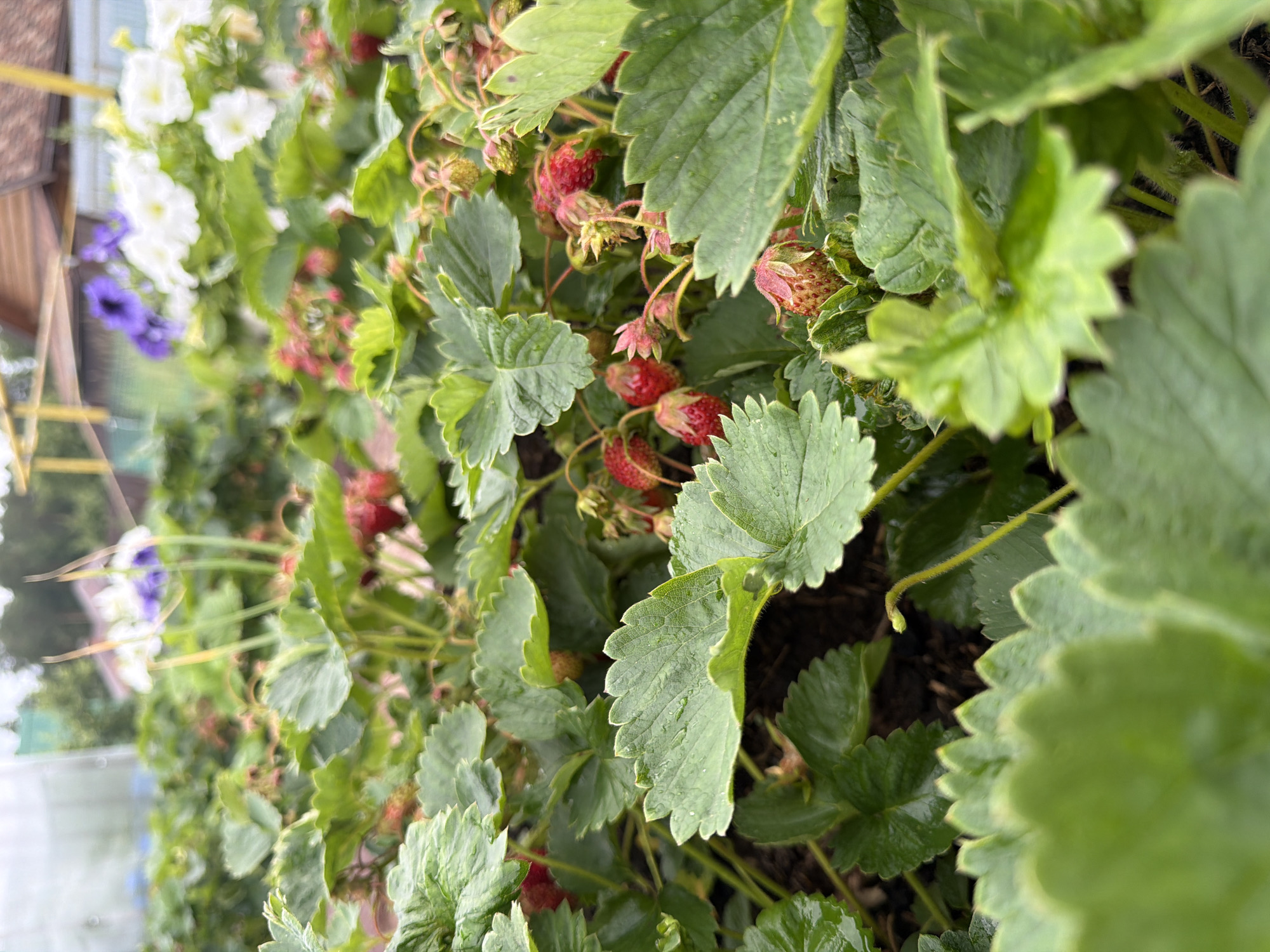 The image depicts a close-up view of a strawberry patch, likely in a garden setting in Chaikovsky, Russia. The foreground is dominated by large, green strawberry leaves, some of which are slightly dewy. Several ripe red strawberries and some unripe green ones are visible amongst the foliage. In the blurred background, petunias in white and purple hues are blooming, along with some wooden structures suggesting a house or shed. The overall impression is one of a vibrant, natural scene, possibly taken during a summer day. There are no people or animals visible in the image.