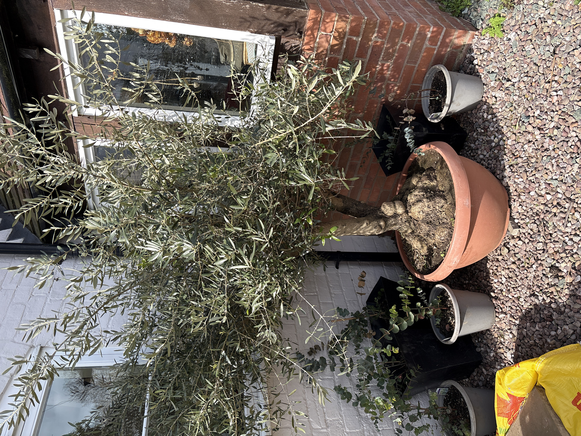 The image shows a potted olive tree in a garden setting in Pulverbatch, United Kingdom. The tree is planted in a large, terracotta-colored pot and is surrounded by gravel. A white brick wall and a red brick wall are in the background, along with several smaller potted plants. There are also windows in the background. A yellow bag is visible in the lower right corner of the image.