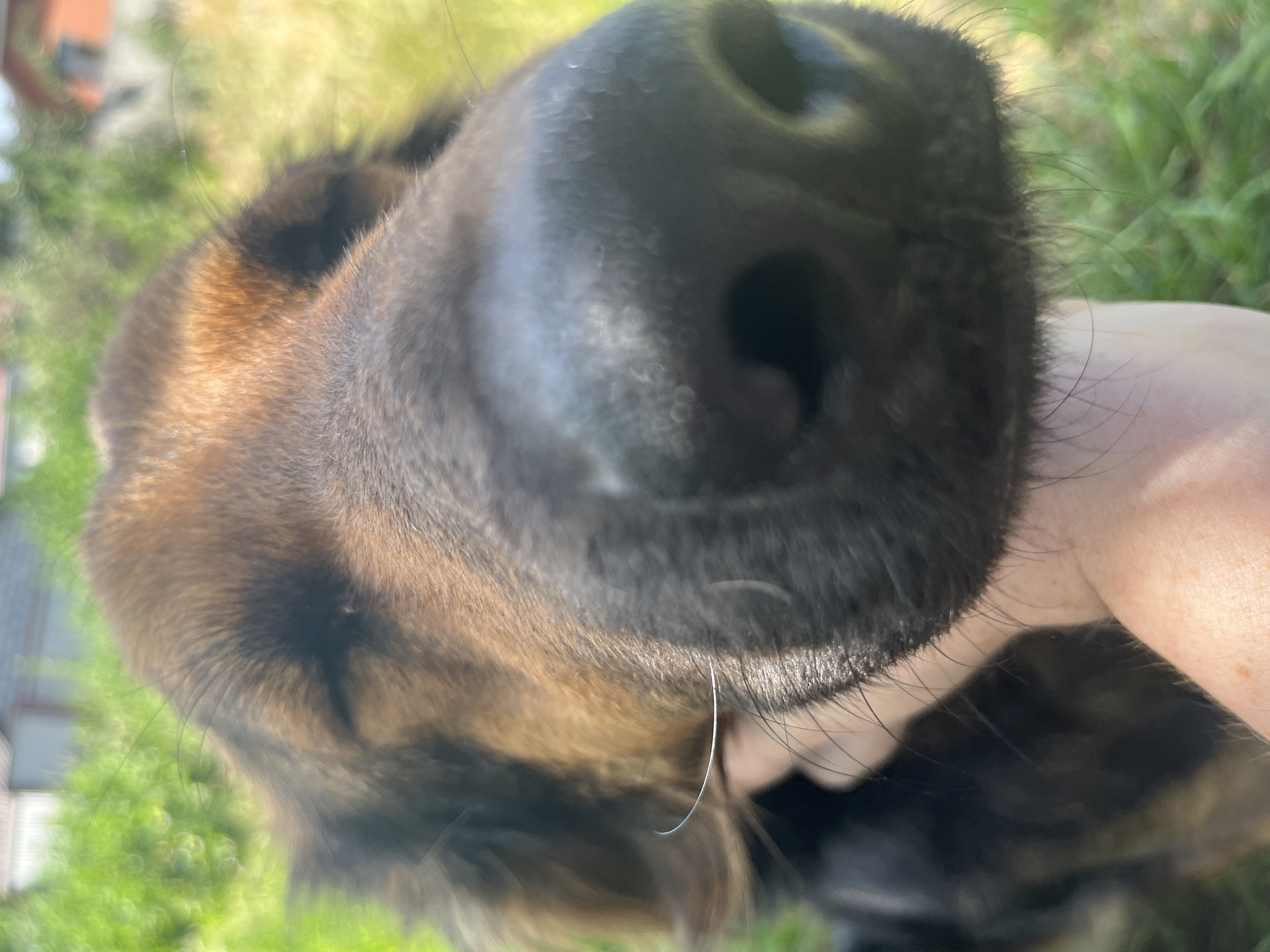 A close-up, eye-level, medium shot captures a dog's nose and snout outdoors. The dog appears to be of German Shepherd descent due to its fur coloring of brown and black. The dog's eyes are closed. A human hand is visible, petting the dog's snout. The background is blurred, showing green grass and a building structure. The scene suggests a casual interaction between a person and their pet in a park or backyard setting in Dnipro, Ukraine.