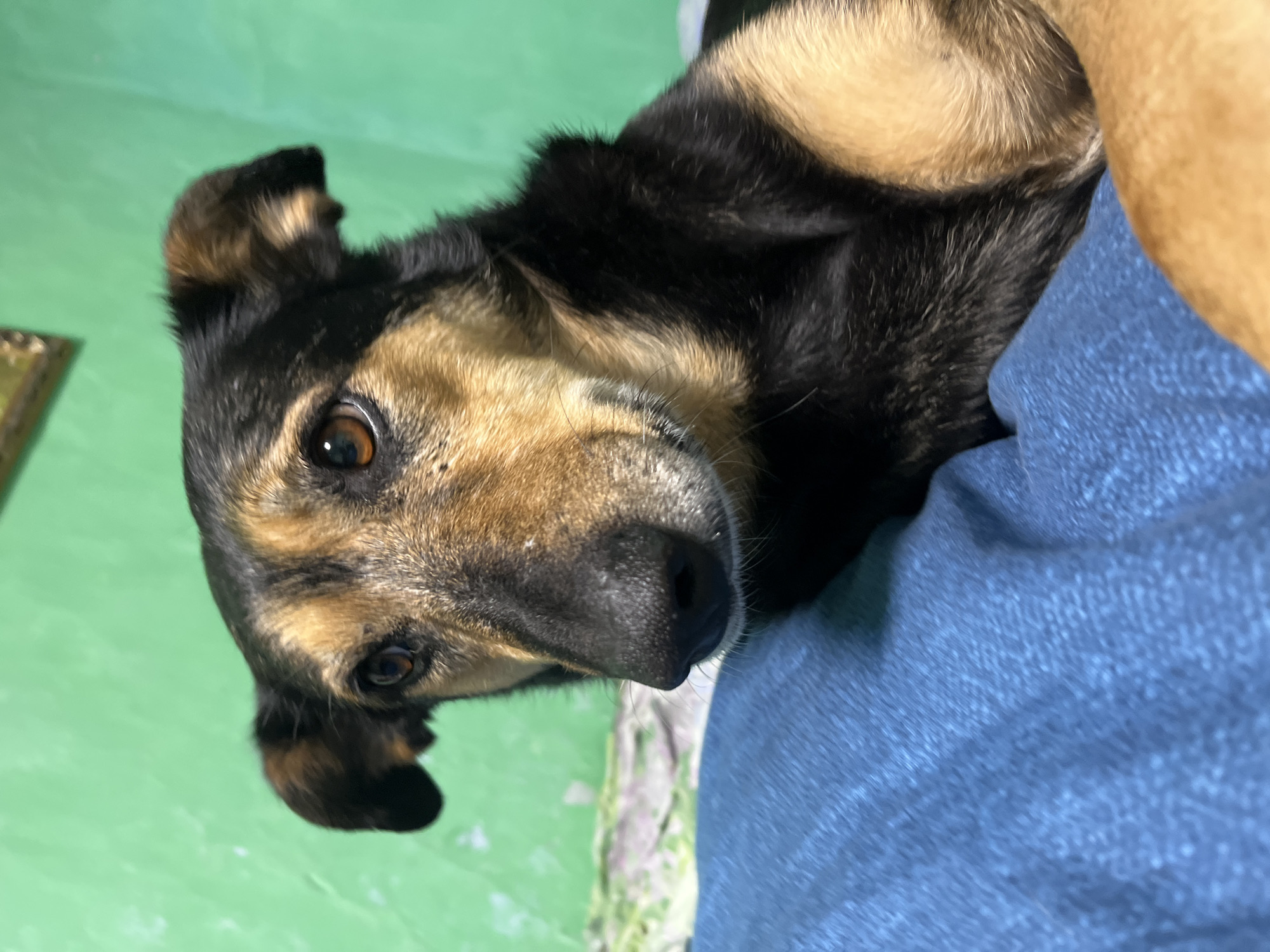 A medium-sized dog with black and tan fur is resting on a blue blanket. The dog is looking off to the left with its ears perked. The background is a green, textured wall with a framed picture hanging on it. There is no indication of the city of Nizhny Tagil, Russia in the image.