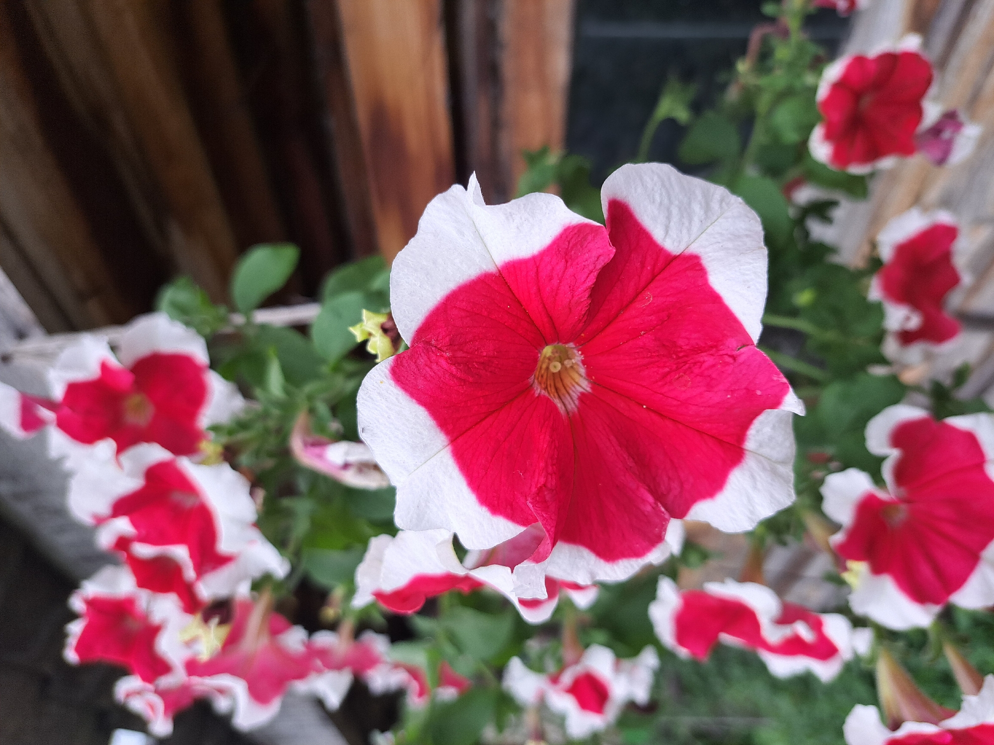 The image is a close-up of several red and white petunia flowers in full bloom, with a blurred wooden structure in the background. The flowers are vibrant, with a deep red color concentrated towards the center and fading to white at the ruffled edges of the petals. Some flowers are in sharp focus, while others are out of focus, creating a sense of depth. Green leaves are visible amongst the blooms. The wooden background appears to be part of a building's exterior, with visible planks and a textured surface. There is no indication of the city of Черницк, Russia within the image itself, nor are there any people, actions, or interactions depicted. The scene is static and focuses solely on the floral subjects and their immediate environment.