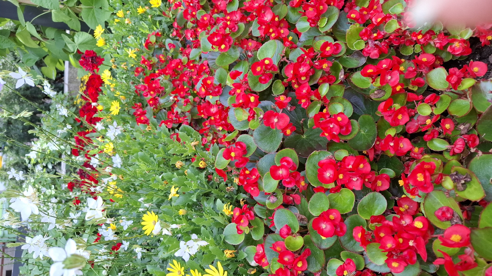 This is a close-up, vertical shot of a vibrant flower bed filled with a variety of blossoms and foliage. The primary subjects are the flowers themselves, dominated by a mass of small, bright red begonia flowers with their characteristic glossy green leaves. Interspersed among the begonias are clusters of delicate white flowers with thin stems and yellow flowers that appear to be daisies or a similar variety. There are also some deep red flowers that look like carnations, and some of the yellow flowers are wilting, suggesting a natural and ongoing bloom cycle.
The scene is one of abundant natural beauty, likely in a garden or park setting. The orientation suggests it could be a border planting or a raised bed. The lighting is bright, indicating it is daytime, and the overall impression is one of warmth and vitality. There are no people, animals, or visible text in the image. The background is blurred, focusing attention on the rich textures and colors of the flowers. The scene evokes a feeling of summer or late spring, a time of peak floral display. While the precise location is not evident from the image alone, knowing it is Cologne, Germany, adds context to the type of flora that might be cultivated there. The composition is dense, with flowers and leaves overlapping, creating a sense of lushness and abundance.