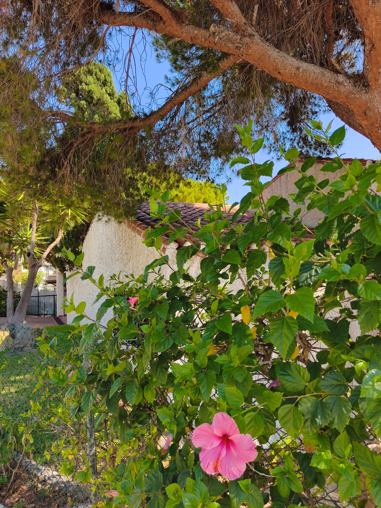 A bright pink hibiscus flower is in full bloom in the foreground, its petals gently unfurling. The flower is surrounded by lush green foliage and is partially obscured by a chain-link fence. In the background, a white stucco building with a terracotta tiled roof stands under a clear blue sky. A large tree with rough, reddish-brown bark and thin, wispy branches extends from the top left of the frame, casting shadows over the scene. The environment suggests a sunny day in a garden setting in Dehesa de Campoamor, Spain, with a fence demarcating a property line.