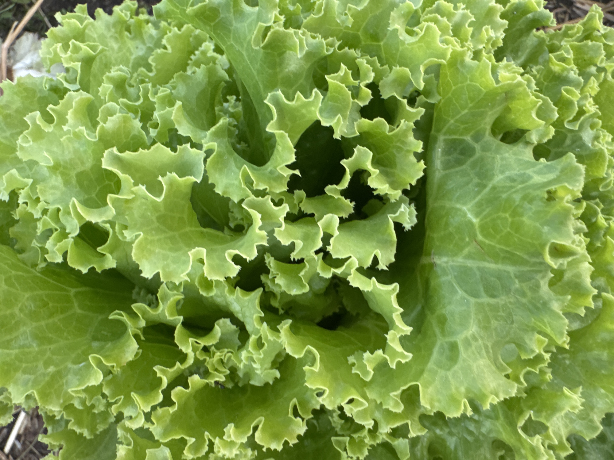 This is a close-up, overhead shot of vibrant green, frilly lettuce leaves, likely a loose-leaf variety. The leaves are densely packed, creating a textured surface with ruffled edges and visible veins. The lighting suggests an outdoor setting, possibly a garden, with hints of brown soil and dried plant matter visible at the edges of the frame. There is no indication of any people or specific urban features that would allow for pinpointing a location within Neuville-aux-Bois, France.