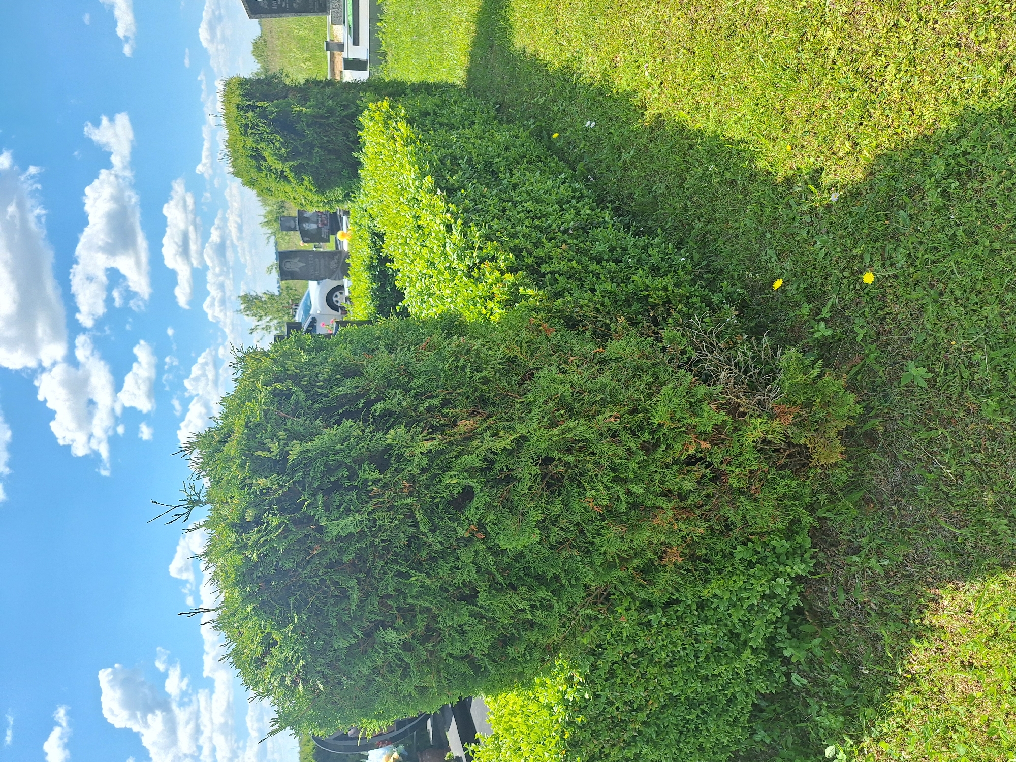 This is a medium-angle, eye-level outdoor shot of a cemetery on a sunny day with scattered clouds. In the foreground, a trimmed evergreen bush forms a prominent green mass on the left, partially obscuring a low, rectangular hedge running horizontally across the frame. Beyond the hedge, another trimmed evergreen bush is visible. The ground is covered in green grass, with patches of dandelions and other small yellow and white flowers. In the middle ground, a white car is parked, and several gravestones with black tops and engraved portraits are visible. The background consists of a grassy field and more distant trees under a bright blue sky with white, puffy clouds. The scene appears to be located in the Блеўчыцкі сельскі Савет, Belarus, a rural administrative region.