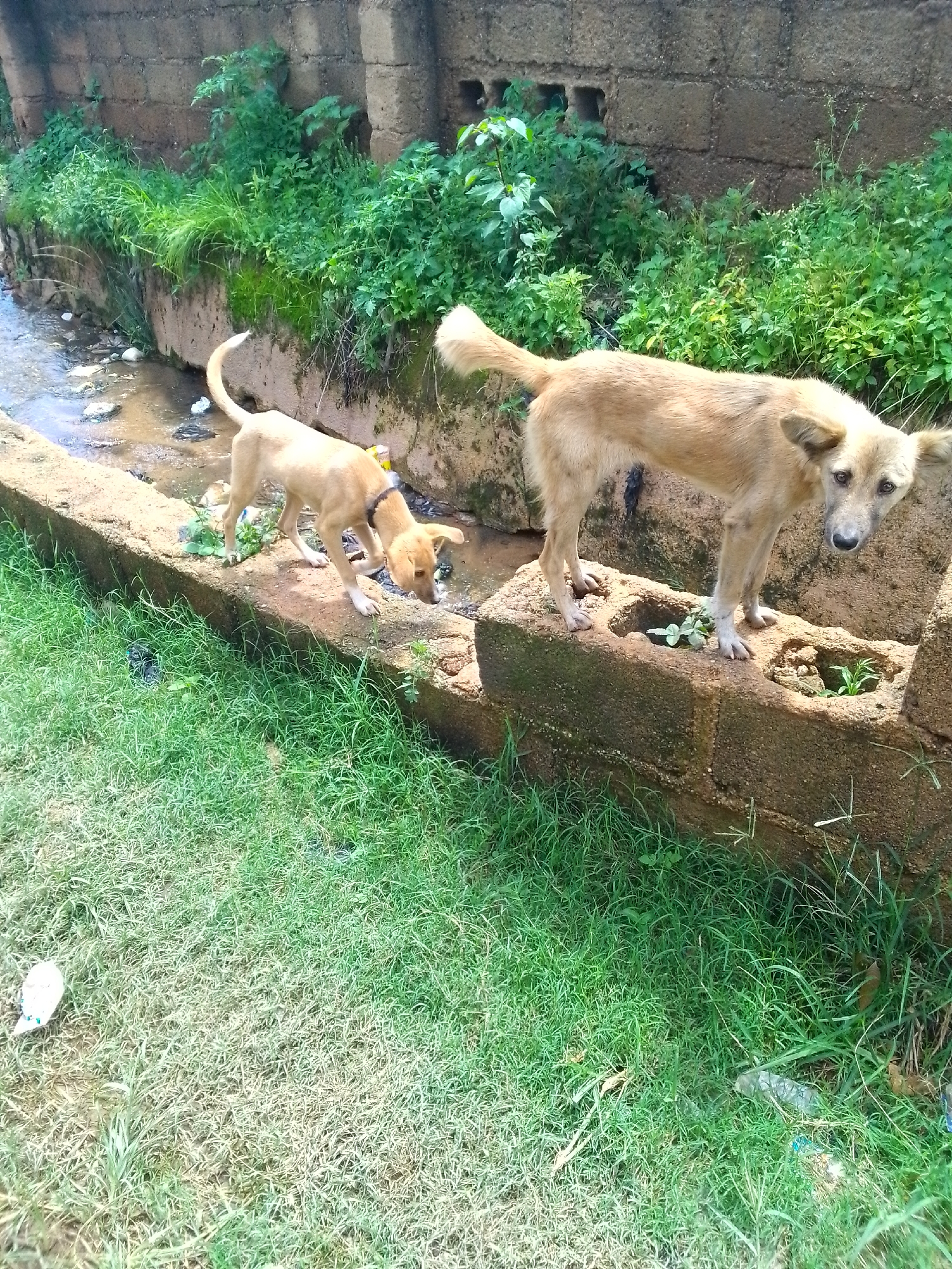Two dogs are in an outdoor environment near a drain or small stream. The dog on the left is a lighter brown color and appears to be a puppy, wearing a dark collar with a yellow tag. It is standing on the edge of a raised concrete structure, with its head down as if drinking or investigating something in the water. The dog on the right is a larger, tan-colored dog with pointed ears and is looking towards the camera. It is standing on a different part of the concrete structure, which is made of stacked blocks with openings. The background consists of a rough, brick or concrete wall and lush green vegetation. The ground in the foreground is covered in grass, with some debris visible, including plastic bottles and wrappers. The scene suggests an urban or semi-urban setting, possibly a neglected area.
