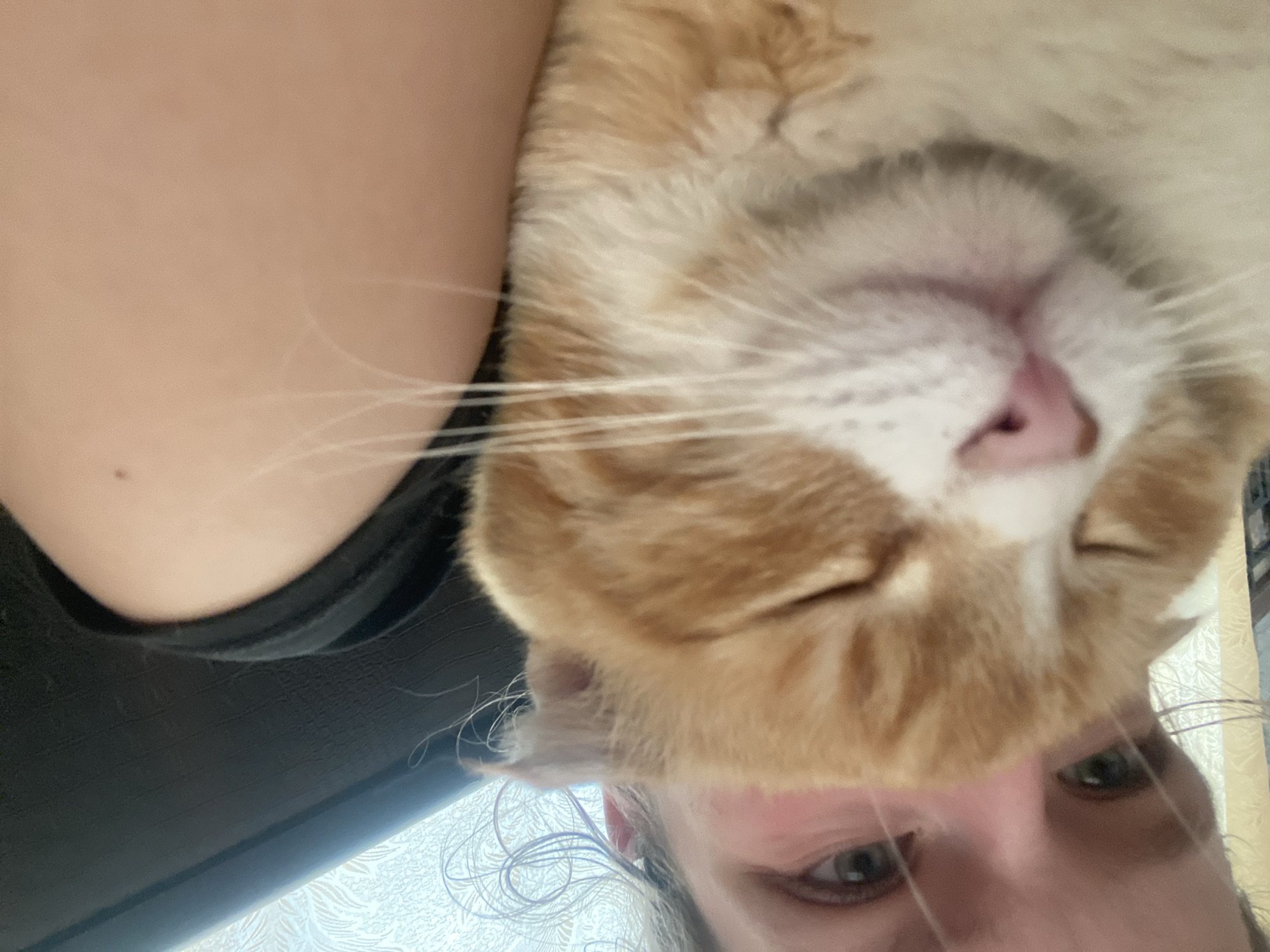 The image shows a selfie taken from a low angle. An orange and white cat's head is centrally positioned in the upper half of the frame, obscuring the upper half of the human face that is visible below. The person's eyes are visible. The person has fair skin and appears to have fair hair. Part of their shoulder and a black shirt are visible. The location is not identifiable in the city of Pakhynia, Ukraine. The background is indistinct.