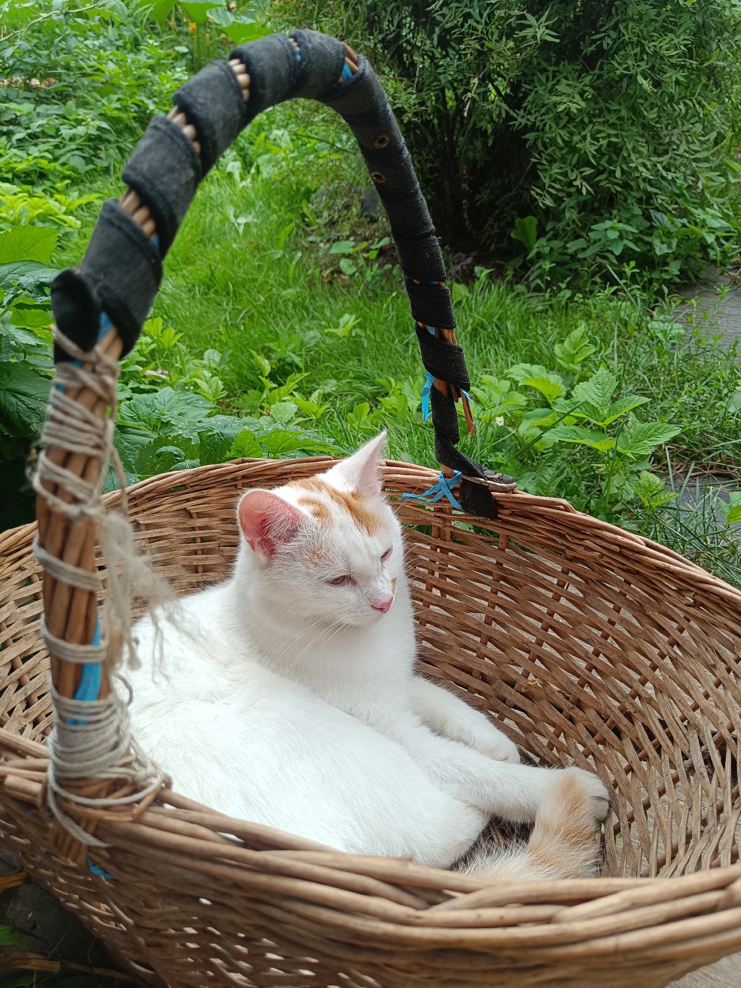 A white cat with orange markings reclines in a wicker basket outdoors. The cat's head is turned to the right, with its eyes partially closed. Its body is stretched out, and its paws are resting on the edge of the basket. The basket has a woven handle that is wrapped with black fabric and twine. The background is filled with lush green foliage, suggesting a natural or garden setting. The image appears to have been taken in Mariinsky Posad, Russia, based on the provided context.