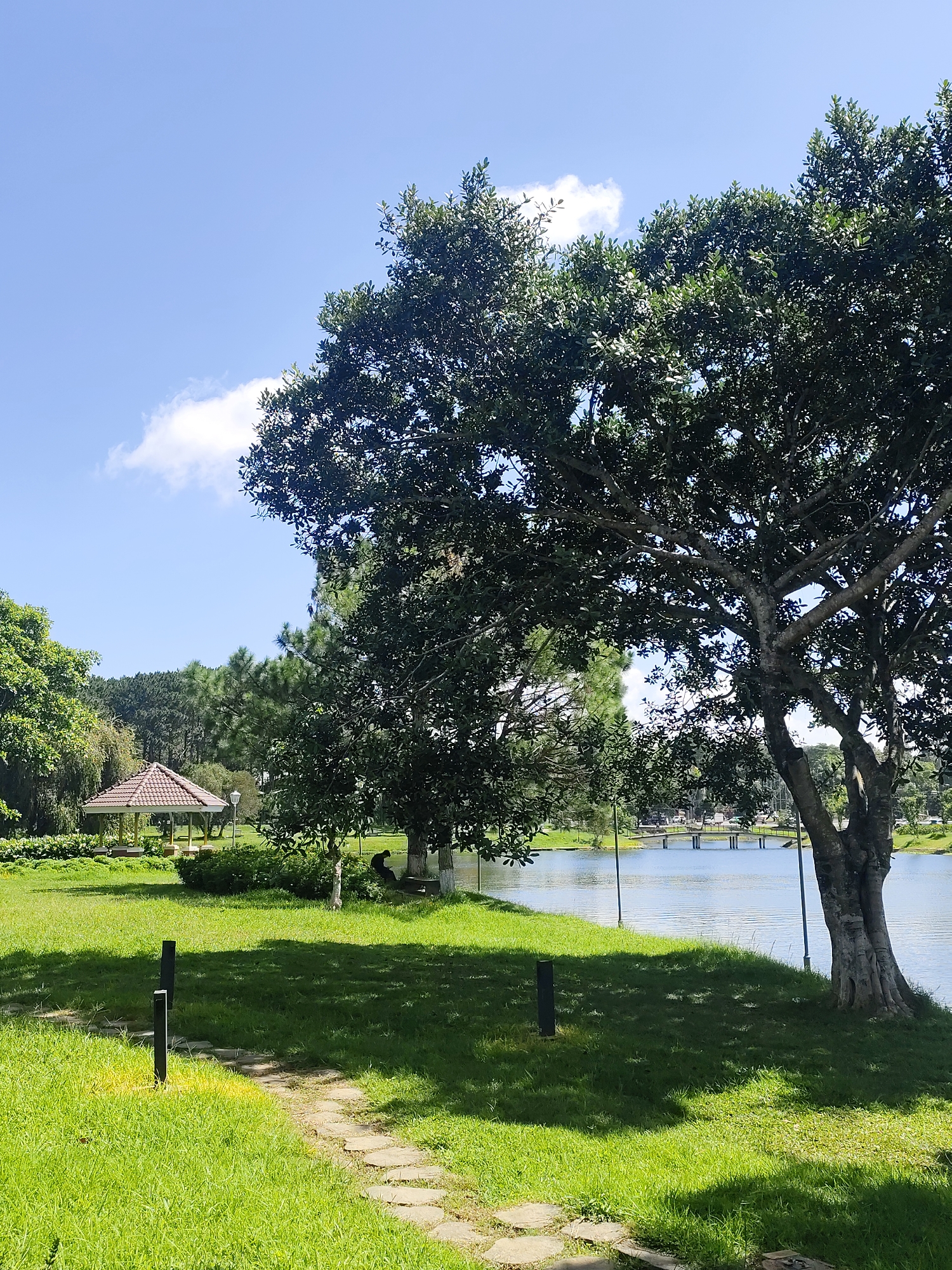 A serene park scene unfolds in Xuân Hương Lake, Đà Lạt, Vietnam, under a clear blue sky dotted with a single fluffy cloud. In the foreground, a stone pathway meanders through a lush green lawn, bordered by two black, modernistic lampposts. A large, mature tree with a thick, gnarled trunk dominates the right side of the frame, its branches casting dappled shadows across the grass.
To the left, a charming gazebo with a red tiled roof stands amidst manicured bushes and verdant vegetation. Further back, a dense forest of pine trees stretches across the horizon. A tranquil lake occupies the mid-ground, its surface gently rippled, reflecting the sky and trees. A pedestrian bridge spans the lake in the distance, with cars visible crossing it.
A solitary figure is seated on a bench under a tree near the gazebo, appearing to be contemplating the view. The overall impression is one of peace and natural beauty.