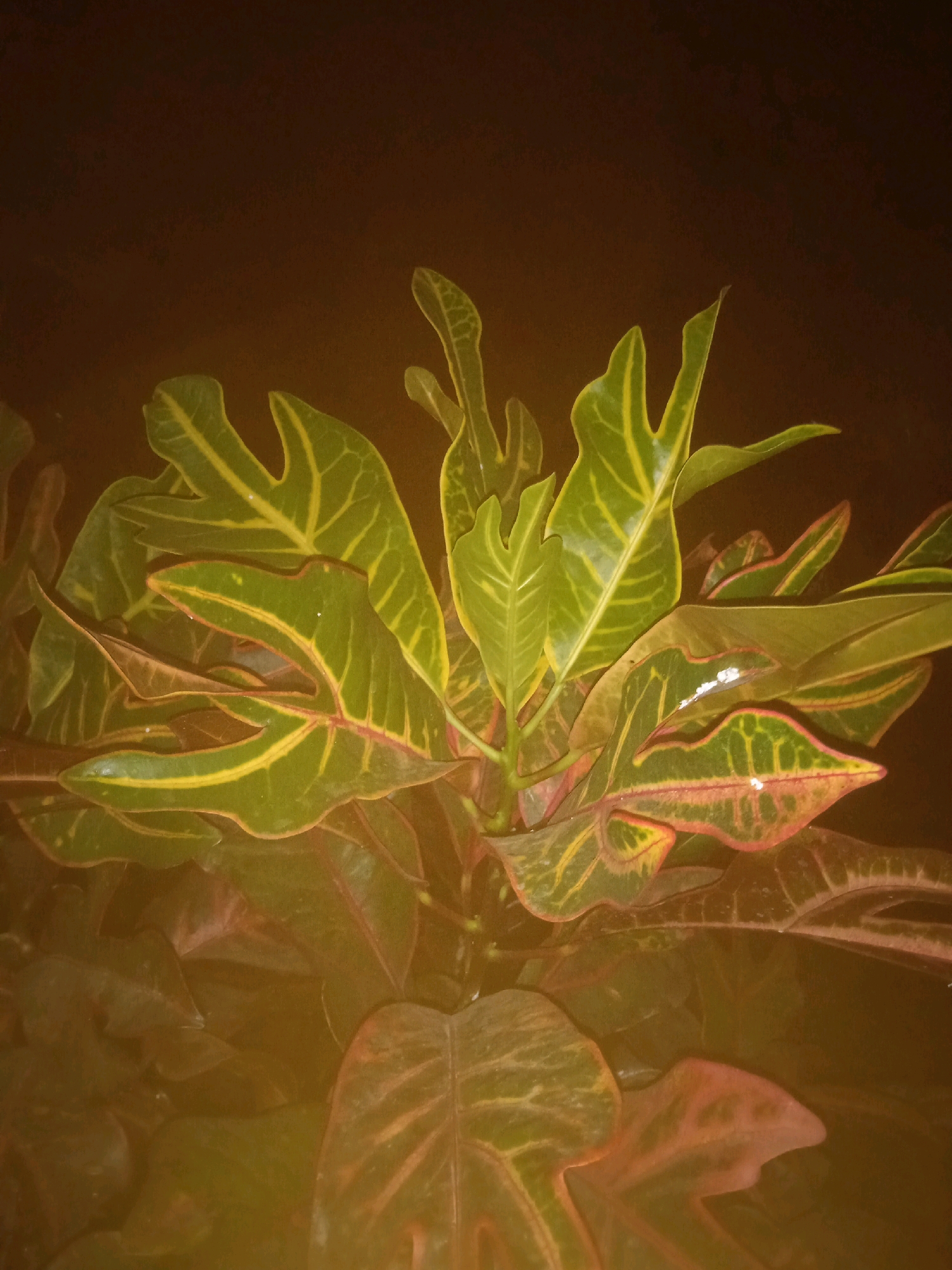 The image shows a close-up view of a plant with green and yellow leaves, some with red edges, in a dimly lit environment. The leaves are variegated and have distinct vein patterns. There appear to be water droplets on some of the leaves. The background is dark and indistinct, suggesting the photograph was taken at night or in low light conditions. The plant is likely indoors or in a sheltered outdoor space, possibly a garden. The location is stated to be in the city of Sikambang, Indonesia, but the image itself does not provide visual cues to confirm this specific location. There are no people or discernible actions taking place.
