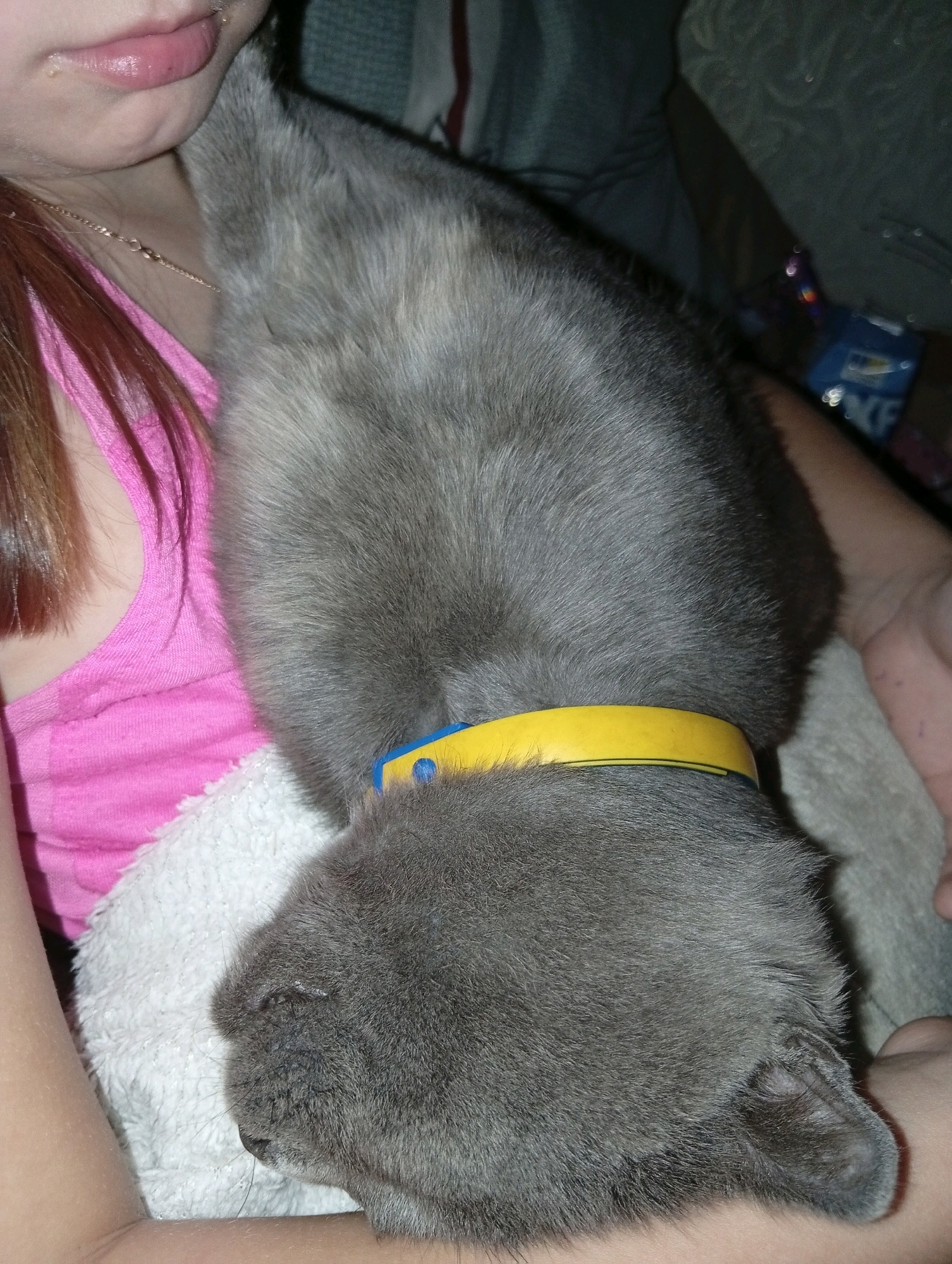 A close-up, overhead view shows a gray cat wearing a yellow collar with a blue buckle, nuzzling into the shoulder of a person wearing a pink tank top. The cat's fur is soft and dense, and its eyes are closed. The person's skin is visible around the cat, and their hair is dark brown. The background is blurred, but appears to be indoors, possibly a living room or bedroom, with soft lighting. The image is taken from a high angle, looking down at the cat and person.