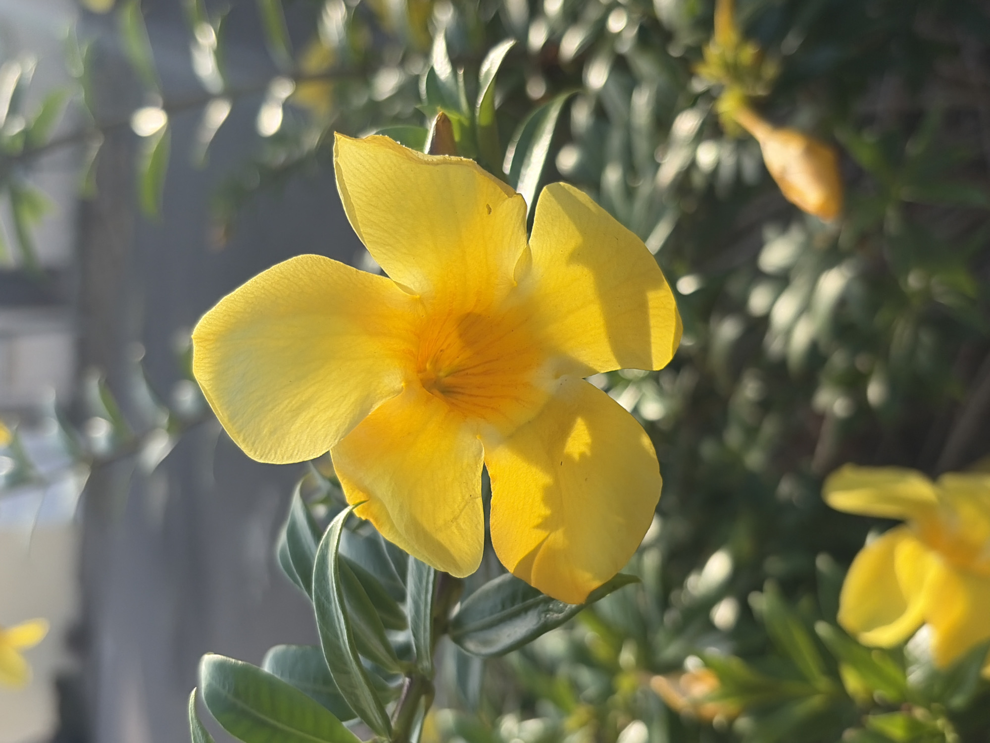 The image shows a vibrant yellow Allamanda flower in full bloom. The flower has five petals and a darker yellow center. The petals are slightly translucent and exhibit subtle variations in color due to sunlight. The flower is surrounded by green leaves and branches, some of which are out of focus, creating a depth of field effect. Another yellow flower bud is visible in the background. The background also includes a blurred grey surface, possibly a wall. The location is likely Ciudad Guayana, Venezuela, based on the prompt, but this cannot be confirmed from the image alone.