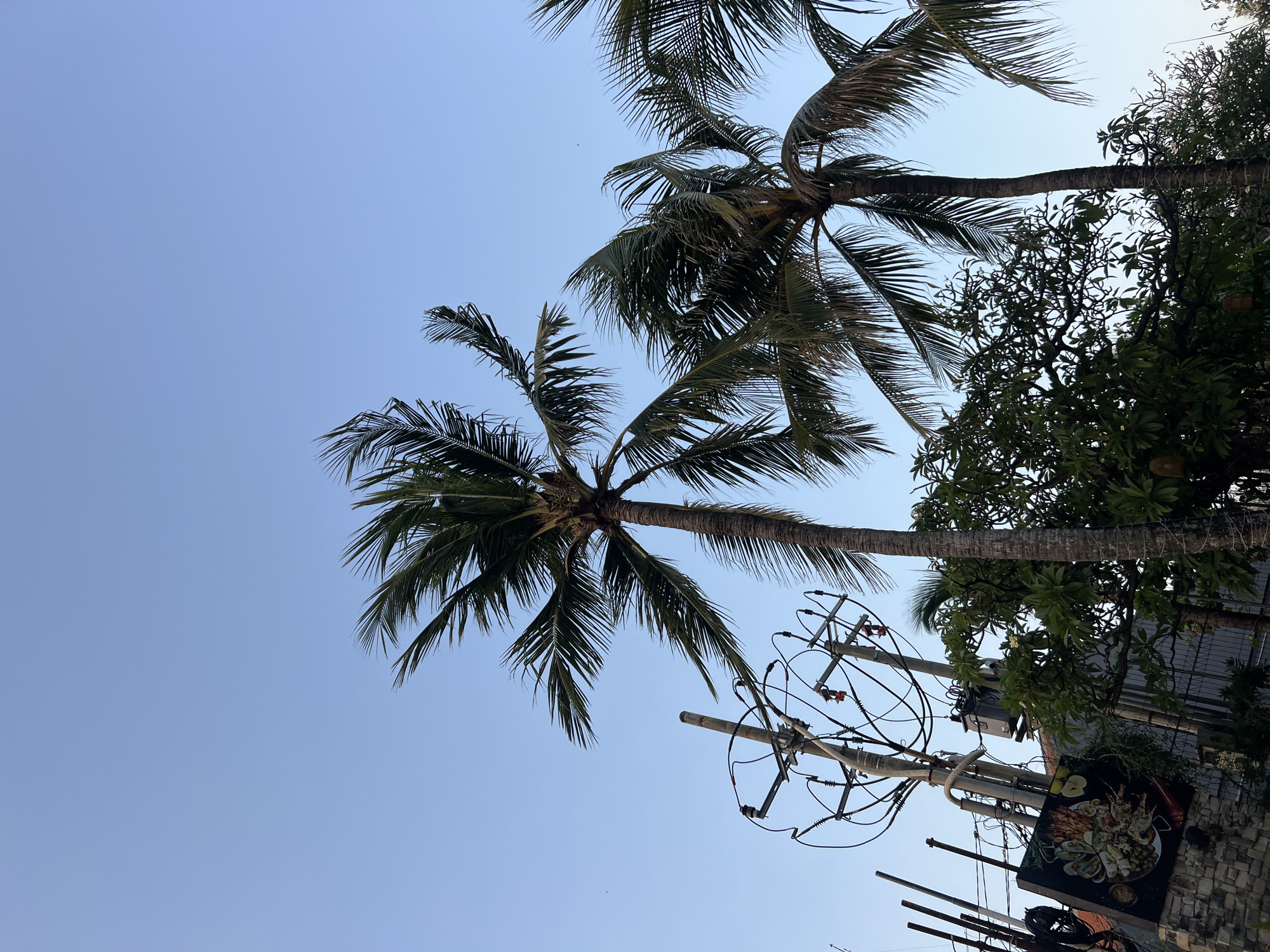 A low-angle shot captures palm trees against a clear blue sky in Kuta, Indonesia. A power pole with an array of wires and a transformer stands to the left, partially obscured by the fronds of a palm tree. A large, rectangular sign depicting a platter of seafood is mounted on a stone wall below the power pole. To the right, multiple palm trees dominate the frame, their leaves rustling in the breeze. The scene suggests a tropical urban environment, likely a street in Kuta.