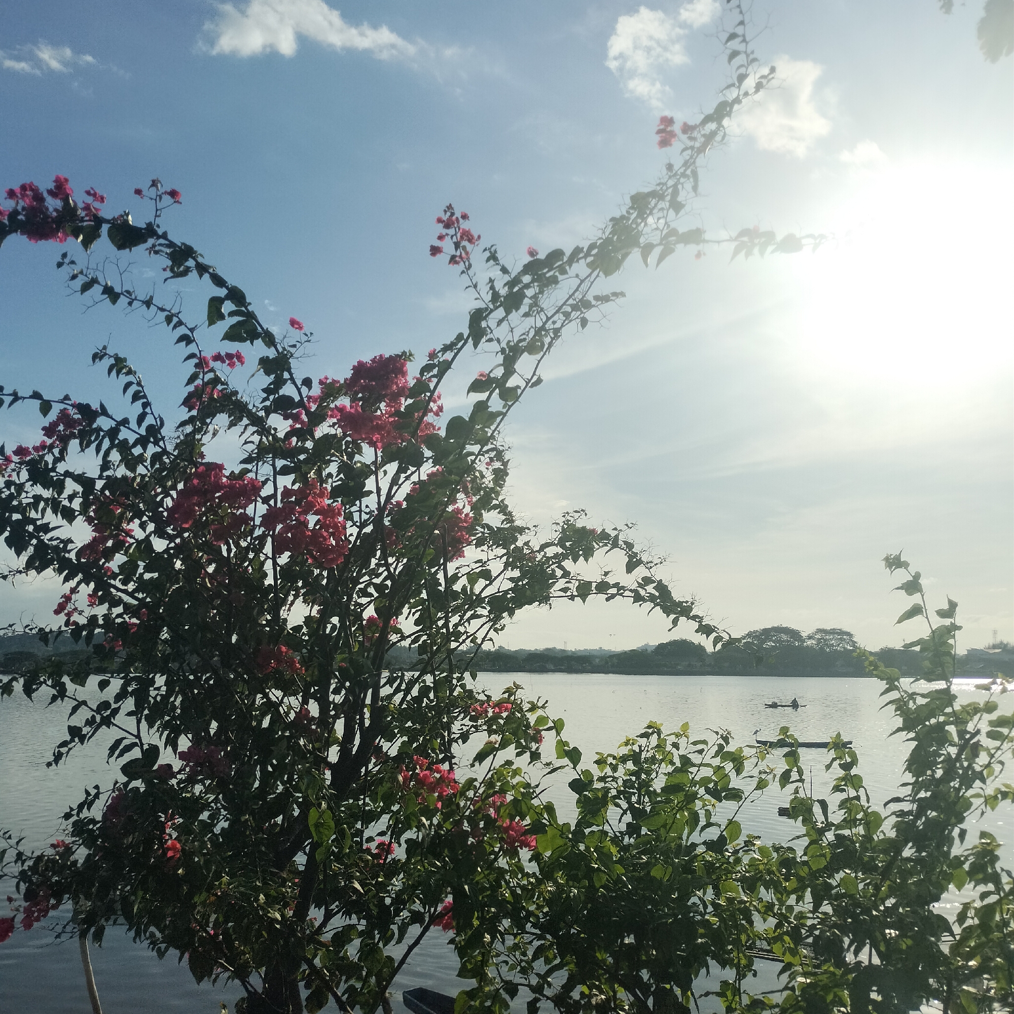 The image depicts a landscape scene, likely taken in Lhokseumawe, Indonesia, given the location information. The foreground features dense foliage, including a flowering plant with vibrant pink blossoms. The plants obscure part of the water's edge. The background shows a body of water, possibly a lake or bay, with a visible shoreline. In the distance, there appear to be low-lying hills or a coastal area. A small boat can be seen on the water. The sky is partly cloudy, with the sun visible and creating a bright, almost overexposed area in the upper right of the frame. The overall lighting suggests it is daytime.