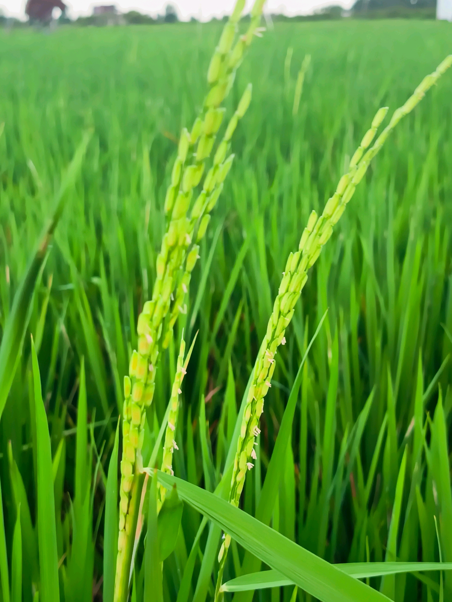 The image depicts a close-up view of young rice stalks in a paddy field. The rice stalks are a vibrant green and show developing grains. The background consists of a blurred expanse of more green rice plants, suggesting a vast agricultural landscape. In the far distance, a blurry structure, possibly a building, is visible against a hazy sky. The overall impression is of a rural agricultural setting in Seuneubokdalam, Indonesia. There are no people or animals visible in the image.