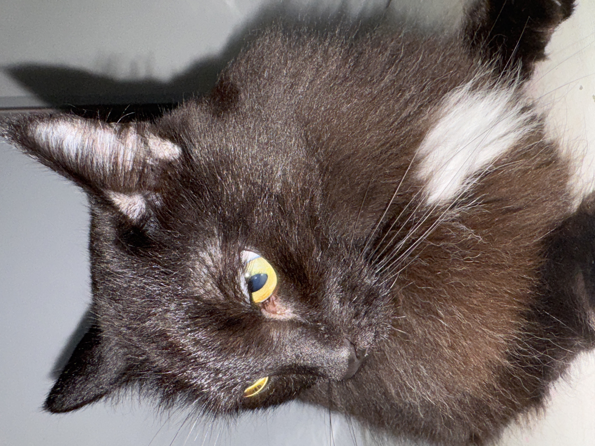 This is a close-up, waist-up photograph of a black cat with yellow eyes. The cat is looking downwards and to the left. The cat has a patch of white fur on its chest. The background is a neutral gray wall. There are no people or other objects in the frame. The image does not provide any information about the location in the city of Chaikovsky, Russia.