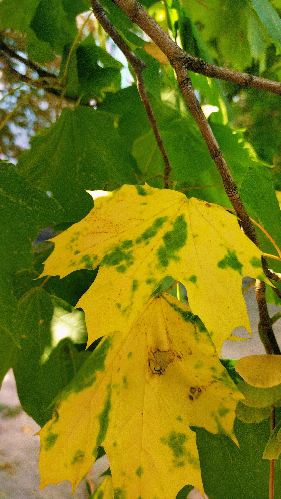 The image shows a close-up view of yellow and green maple leaves on a tree branch, with other green leaves and tree branches in the background. The lighting suggests it is daytime. There are no people or explicit indications of a specific location within the city of Horishni Plavni, Ukraine. The scene depicts a natural setting, likely a park or a street with trees.