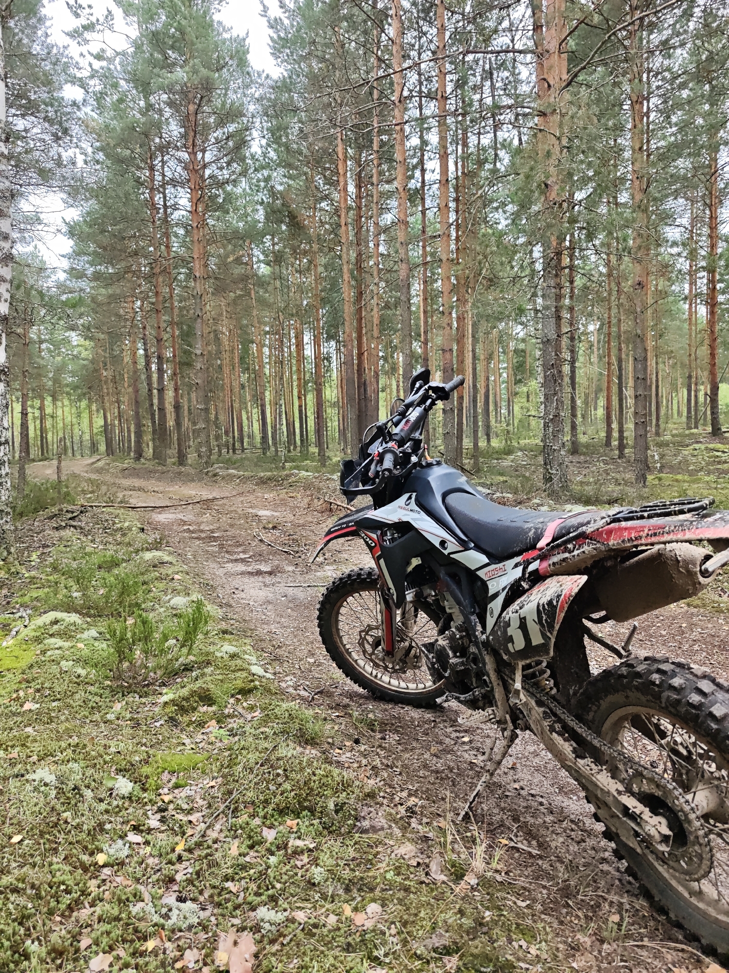 An off-road motorcycle, covered in mud, is parked on a dirt path in a pine forest. The motorcycle is black, white, and red, with the number "31" visible on its side. The path winds through the trees, and the ground is covered in pine needles, leaves, and moss. The trees are tall and slender, with a dense canopy overhead. The sky is overcast, suggesting it may have recently rained or is about to. The image appears to have been taken in a rural or natural setting, not within the city of Urshel'skii, Russia, as there are no urban elements present.