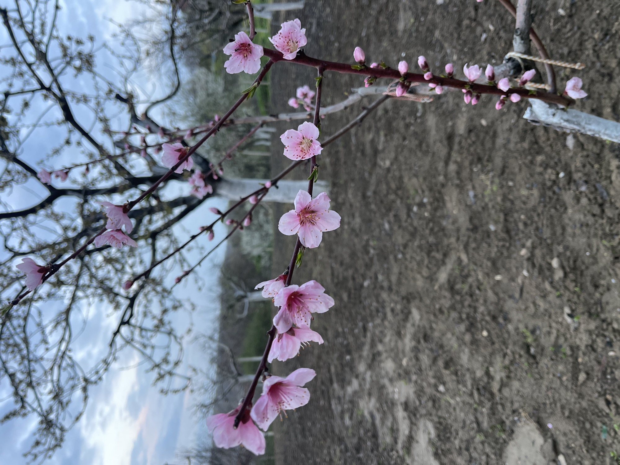 The image captures a blossoming tree branch, featuring light pink flowers with visible petals and stamens. Some unopened buds are also present along the branch. The background is divided; on one side, there is cultivated soil, and on the other side, bare tree branches against a pale, cloudy sky.
The image location is Somovit, Bulgaria, though the specifics of the location within the city are not visually clear.