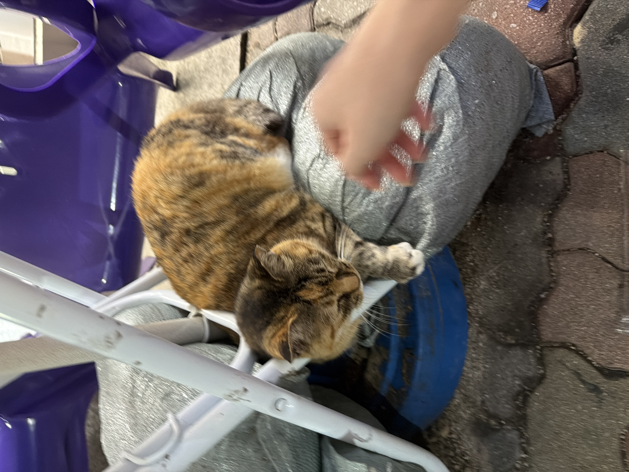 A calico cat is sleeping on a gray, round object next to a blue plastic bucket on a paved surface. In the background, there are purple chairs and white metal supports. A human hand with painted fingernails is reaching towards the cat. The scene appears to be outdoors, possibly in a public area or a backyard in Dongducheon-si, South Korea. The cat's fur has patches of orange, black, and brown. The paved surface is made of interlocking bricks.
