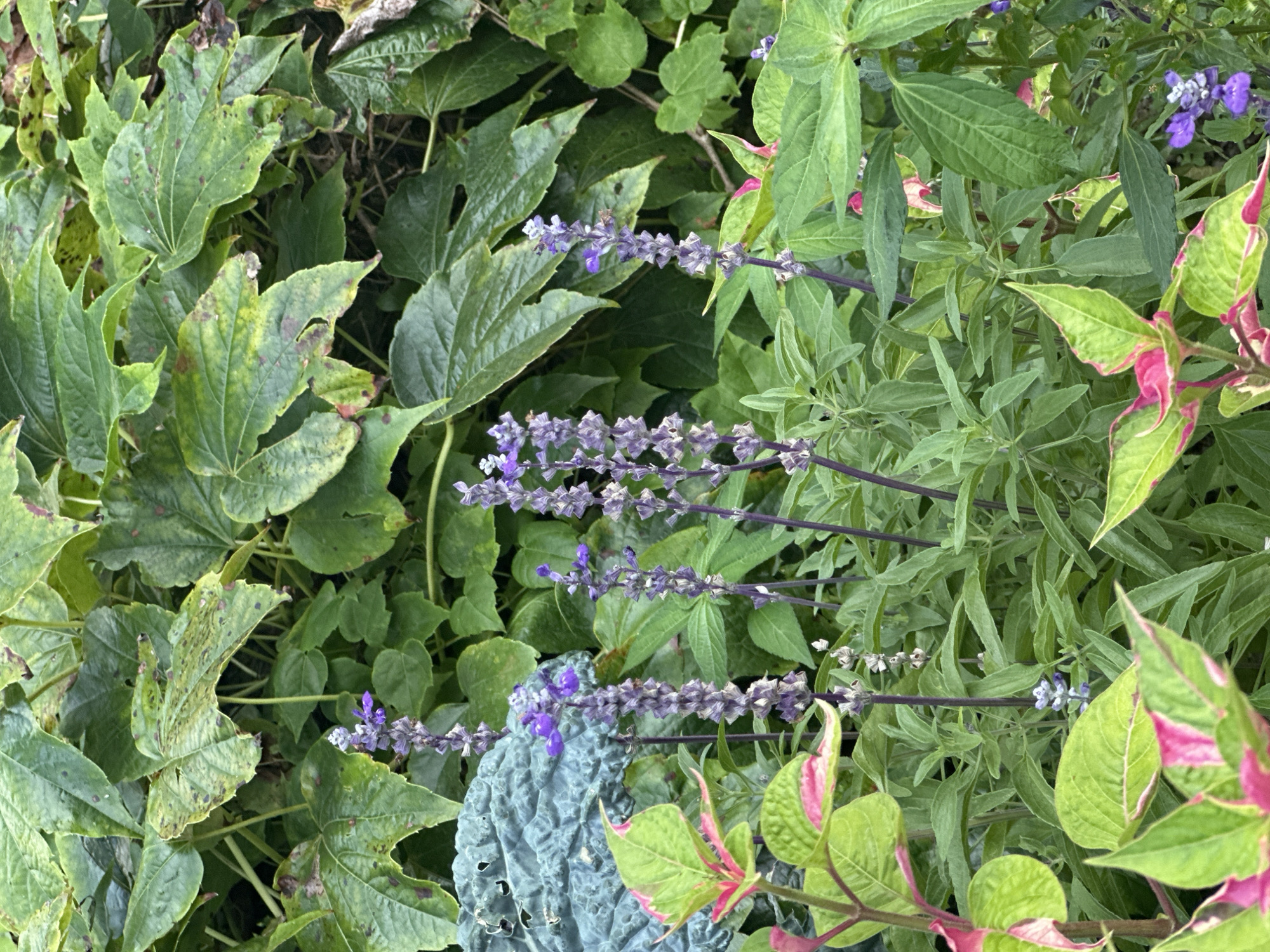 A detailed, eye-level medium shot captures a dense, lush garden in Sochi, Russia. The foreground is dominated by a plant with vibrant green leaves edged in bright pink, with several leaves showing significant pink variegation. Behind this, a cluster of tall, slender plants with spikes of small purple flowers rise vertically, their stems a dark, almost black hue. Interspersed are various green foliage plants, some with large, lobed leaves, some showing signs of minor discoloration or spotting on their surfaces. In the background, more dense green foliage creates a rich, layered effect. A single, large, textured blue-green leaf is visible on the left side of the frame, partially obscuring the background. The overall impression is one of abundant, natural growth, characteristic of a well-maintained garden.