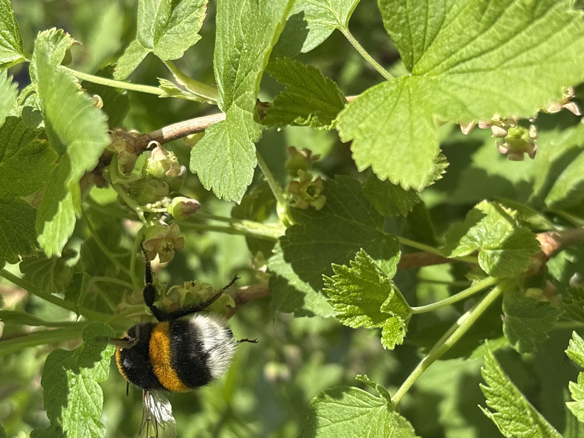 A close-up photograph depicts a bumblebee clinging to the stem of a plant amidst green leaves and what appear to be developing berries or seed pods. The bumblebee's black and yellow banding is visible. The photograph seems to have been taken outdoors in daylight. There is no evidence that Ваньки, Russia is in this image.