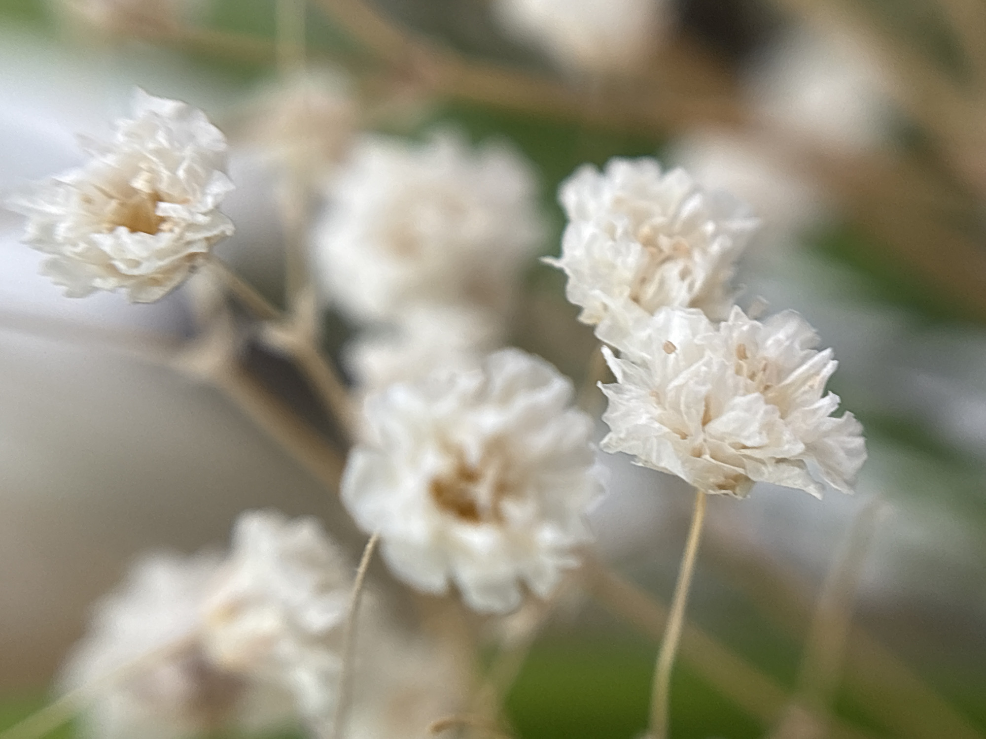 A close-up shot captures a cluster of small, delicate white flowers with papery petals. The flowers appear to be a variety of everlasting flower or statice. The scene is out of focus, with some flowers appearing sharper than others, creating a shallow depth of field. The background consists of blurred greens and browns, suggesting foliage or other natural elements. The stems of the flowers are thin and brown. There is no indication of the location being in Perm, Russia.