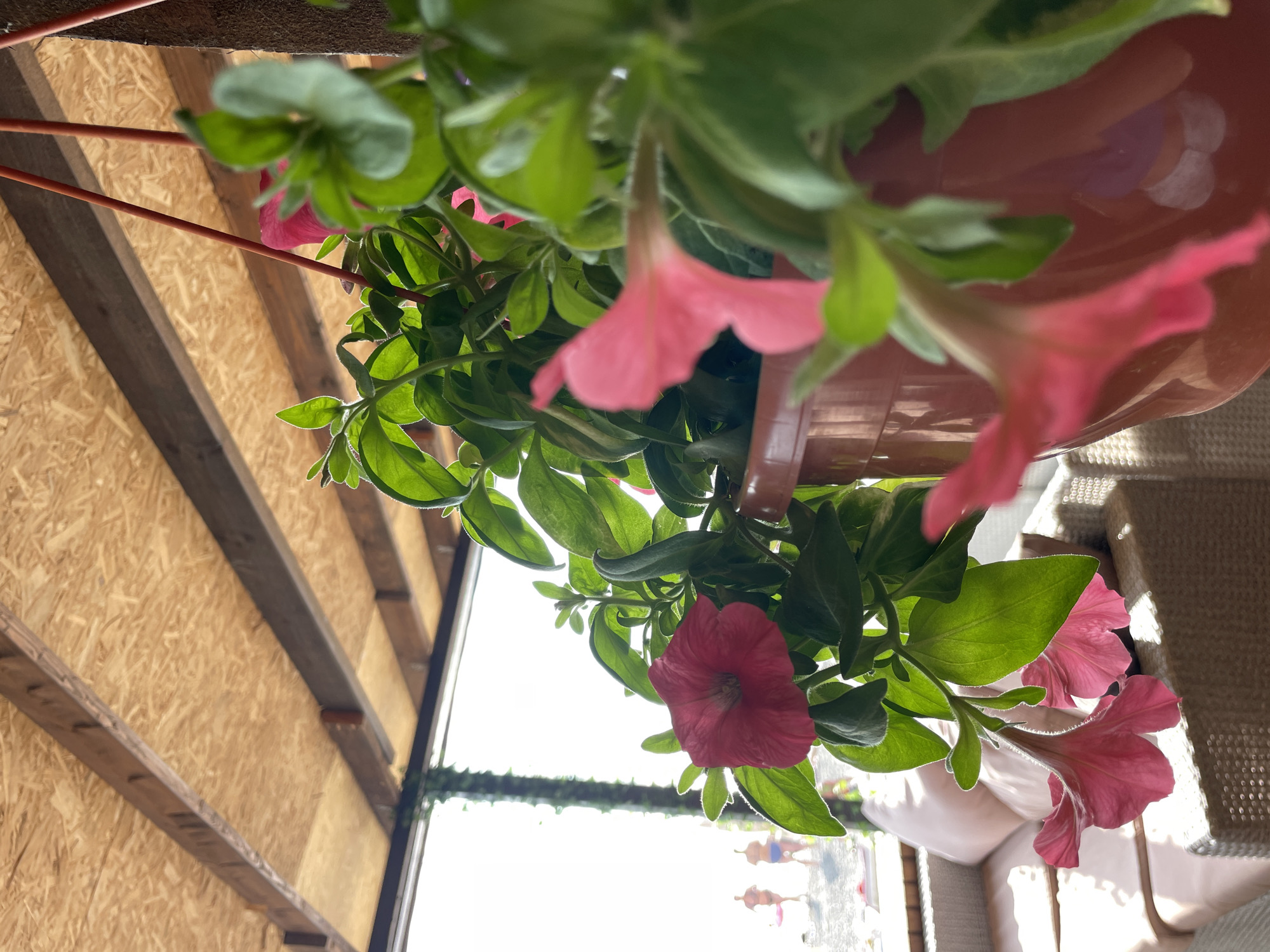 The image shows a close-up of pink petunias in a planter, with a blurred background. The flowers are lush and green, with delicate pink petals. The planter appears to be made of terracotta and is hanging from some orange cords, suggesting it's outdoors. Behind the flowers, there is a wooden ceiling and a window looking out onto a bright, sunny scene. The overall impression is one of a warm, pleasant day, likely during daytime, with soft light filtering through the leaves. The location context is Sochi, Russia. There are no visible text elements in the image.