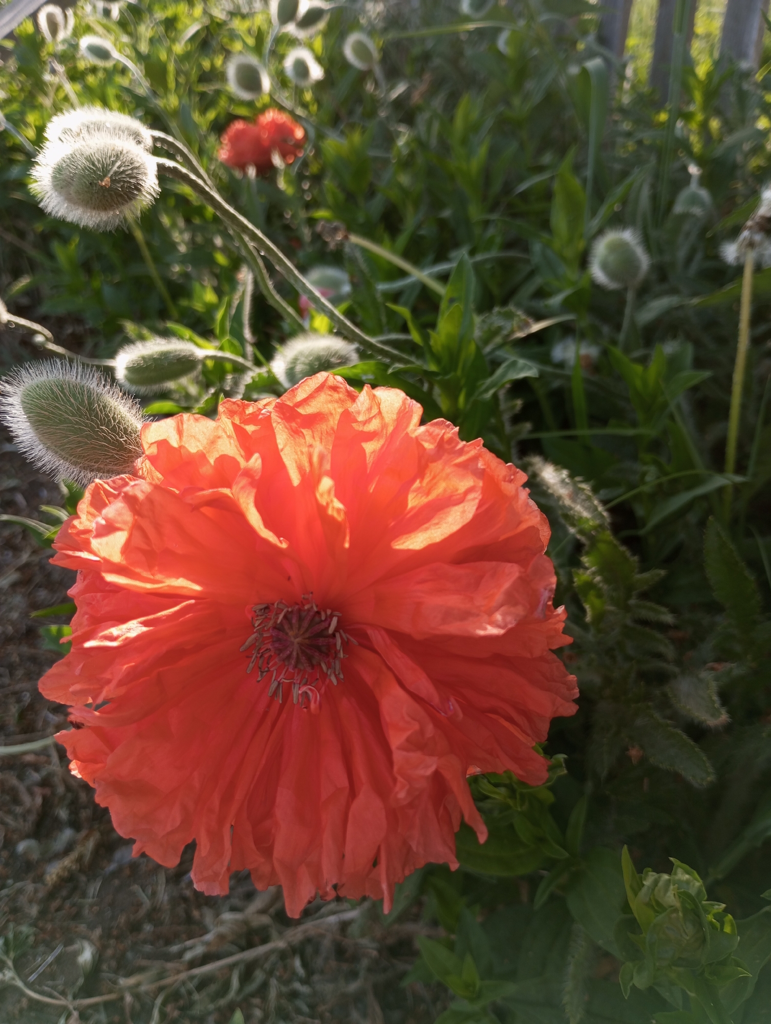 A vibrant, bright red poppy flower takes center stage in the image, its delicate petals ruffled and catching the sunlight. To the left of the poppy, unopened poppy seed pods covered in fine, white hairs add a textural contrast. The poppy is set amidst a garden scene, where lush green vegetation fills the background. Additional poppy seed pods, both open and closed, are scattered throughout the greenery, suggesting a poppy field or garden. A partial view of a wooden fence is visible in the background. The lighting suggests either early morning or late afternoon, based on the angle and softness of the sun. The location is Буренка, Russia.