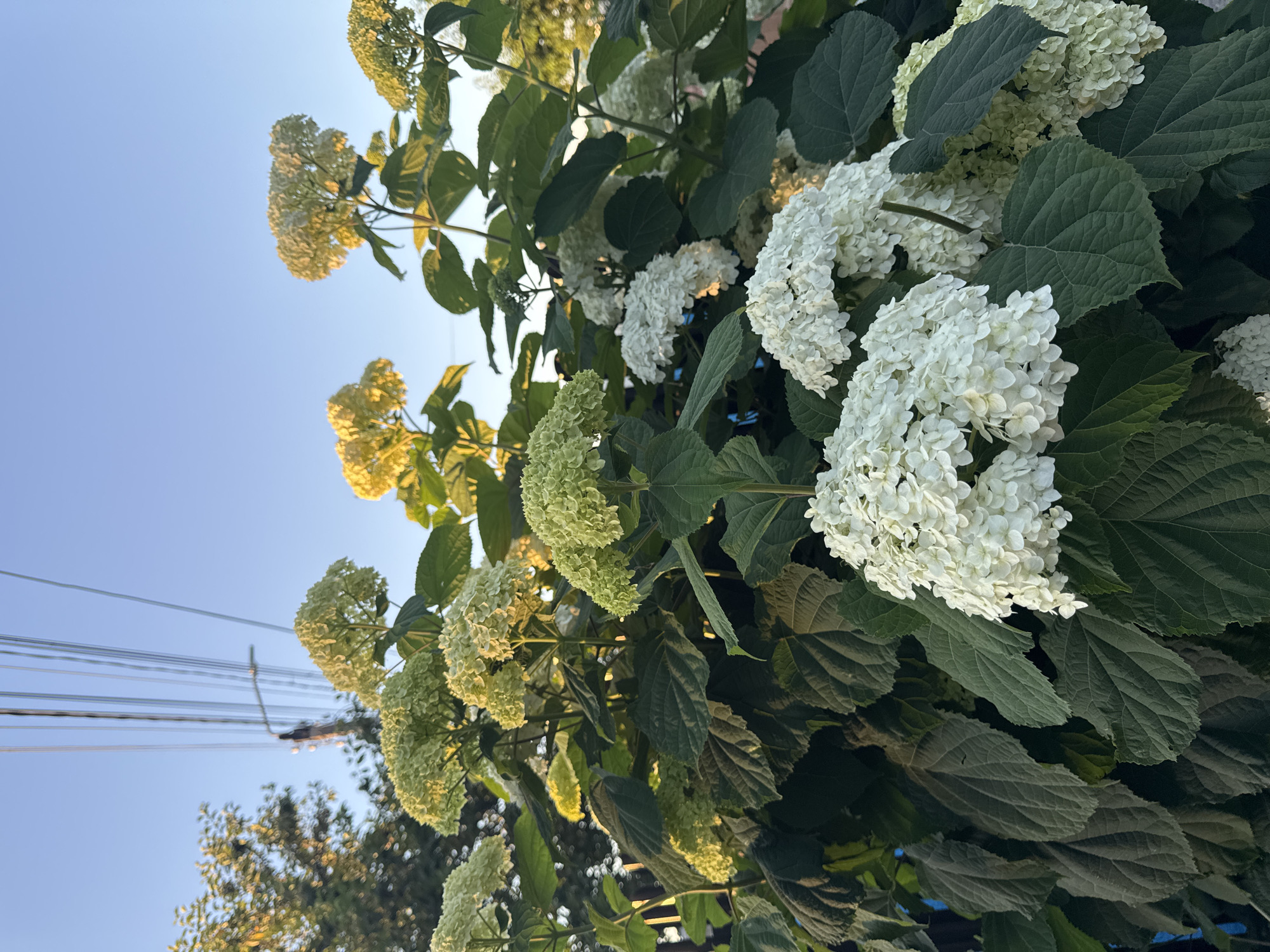 The image captures a close-up view of a lush hydrangea bush under a clear blue sky. The bush is abundant with large, spherical flower clusters, predominantly white and some in shades of pale green, indicating either the beginning or end of their bloom cycle. These flowers are surrounded by dark green, broad leaves with visible veins. In the background, a few trees with green foliage are visible on the left, and a utility pole with multiple overhead wires stretches across the upper portion of the frame. The lighting suggests it is either early morning or late afternoon, with a warm glow illuminating some of the flower heads and leaves. The setting appears to be an outdoor urban or suburban environment. The image does not contain any people or specific identifiable landmarks that would pinpoint a precise location within Strășeni, Moldova, beyond the general description of an area with trees and utility lines.