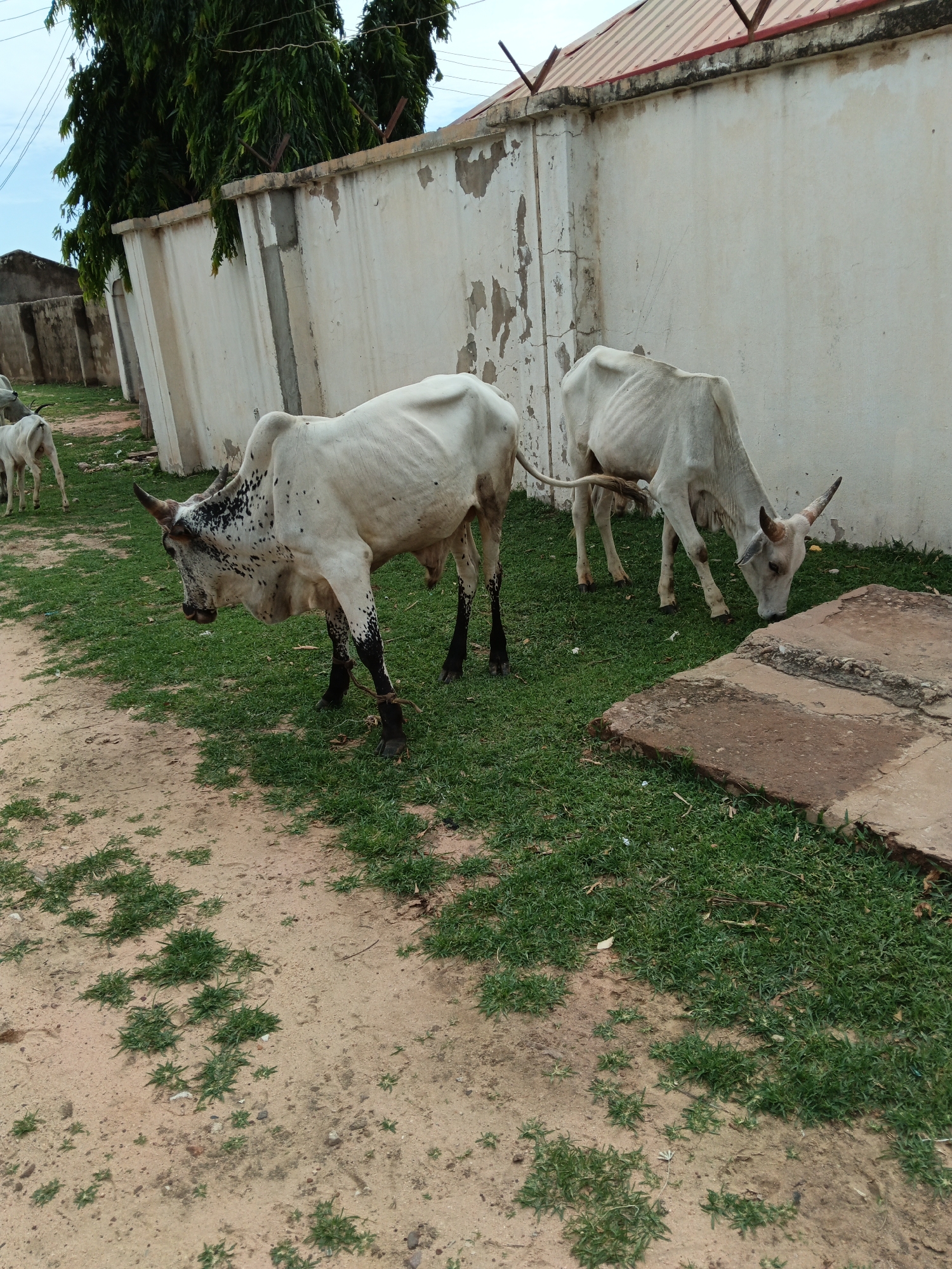 In Pantame, Nigeria, two white cattle with black markings are observed grazing in a grassy area beside a dirt path. The cattle are standing near a weathered, light-colored concrete wall, which is partially obscured by green trees and foliage. One cow is positioned closer to the foreground, facing left and appearing to be tied by its legs. The other cow is further back, to the right, with its head lowered to the ground, also grazing. A small, white calf can be seen in the background, walking away from the camera. The environment suggests an outdoor rural or semi-urban setting, with a cloudy sky overhead.