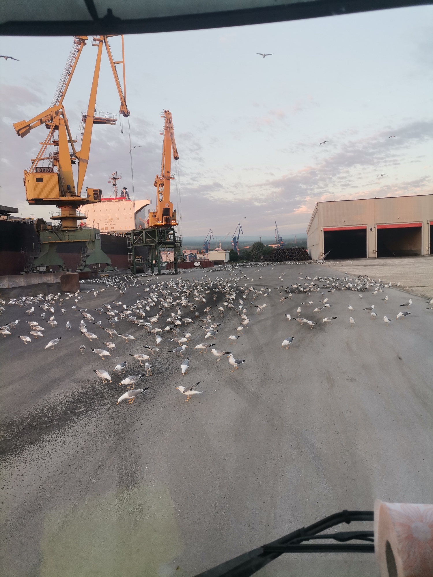 The image depicts a large flock of seagulls gathered on a paved surface in front of a warehouse. In the background, a large cargo ship is docked next to industrial cranes. The scene appears to be a port or industrial area. The sky is overcast with scattered clouds. The specific location is identified as Ezerovo, Bulgaria. There are no people visible in the image. The seagulls are in various poses, some standing, some walking, and some in flight. The warehouse is a large, modern structure with open bays. The cranes are yellow and appear to be in operational condition. The cargo ship is white with red accents.