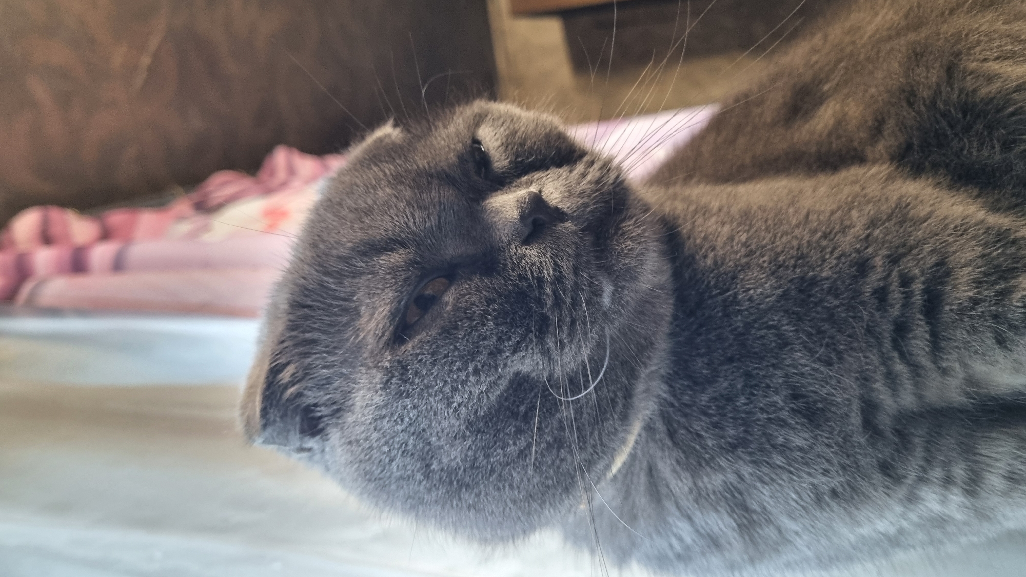 A close-up, eye-level, portrait shot captures a grey Scottish Fold cat in what appears to be an indoor domestic setting. The cat is positioned centrally, with its head tilted slightly to the right and its eyes partially closed, conveying a relaxed or sleepy demeanor. Its fur is short and dense, and its characteristic folded ears are visible. The background is softly blurred, with hints of curtains and possibly furniture, suggesting a home environment. The lighting is natural, casting subtle shadows that highlight the contours of the cat's face. There is no indication of the specific location within the city of Vysokoe, Russia, beyond the implied domestic interior.