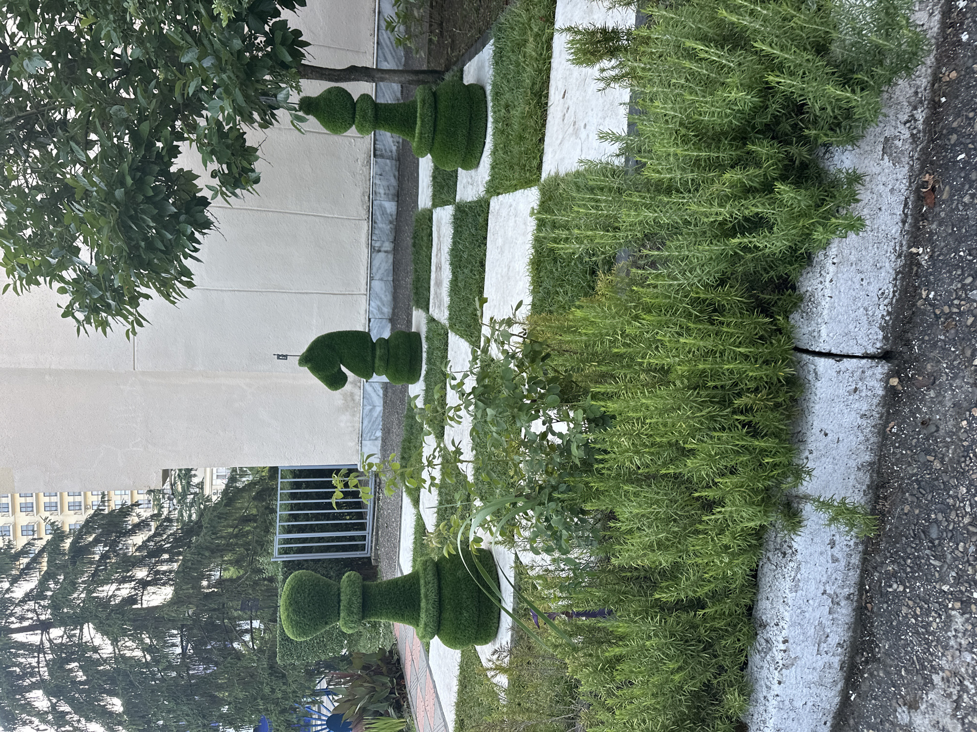 The image depicts a whimsical outdoor chess set where the pieces are sculpted topiaries. In the foreground, lush green rosemary bushes line a cracked, white concrete curb. Behind the rosemary, the chessboard is laid out with alternating white square tiles and patches of green grass. Three topiary chess pieces are visible on the board: a king on the left, a knight in the middle, and a queen on the right. The king and queen are shaped with layered, rounded forms, while the knight is clearly recognizable as a horse's head. In the background, a modern, light-colored building with multiple balconies stands tall, partially obscured by the branches of a large evergreen tree. A metal fence and a smaller tree with dense foliage are also present. The scene appears to be an urban or park setting, likely in Sochi, Russia, given its characteristic architecture and landscaping. The lighting suggests it is daytime, possibly late afternoon, with soft, diffused light. There are no people present in the image.